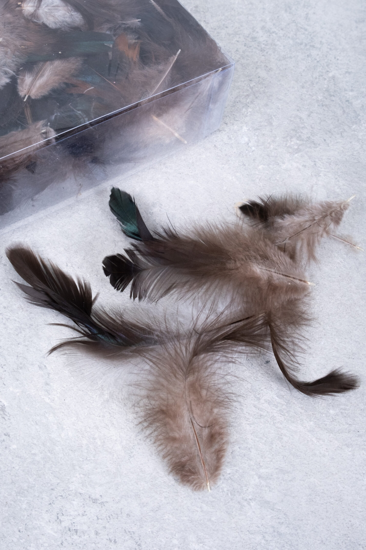 Cockerel feathers black