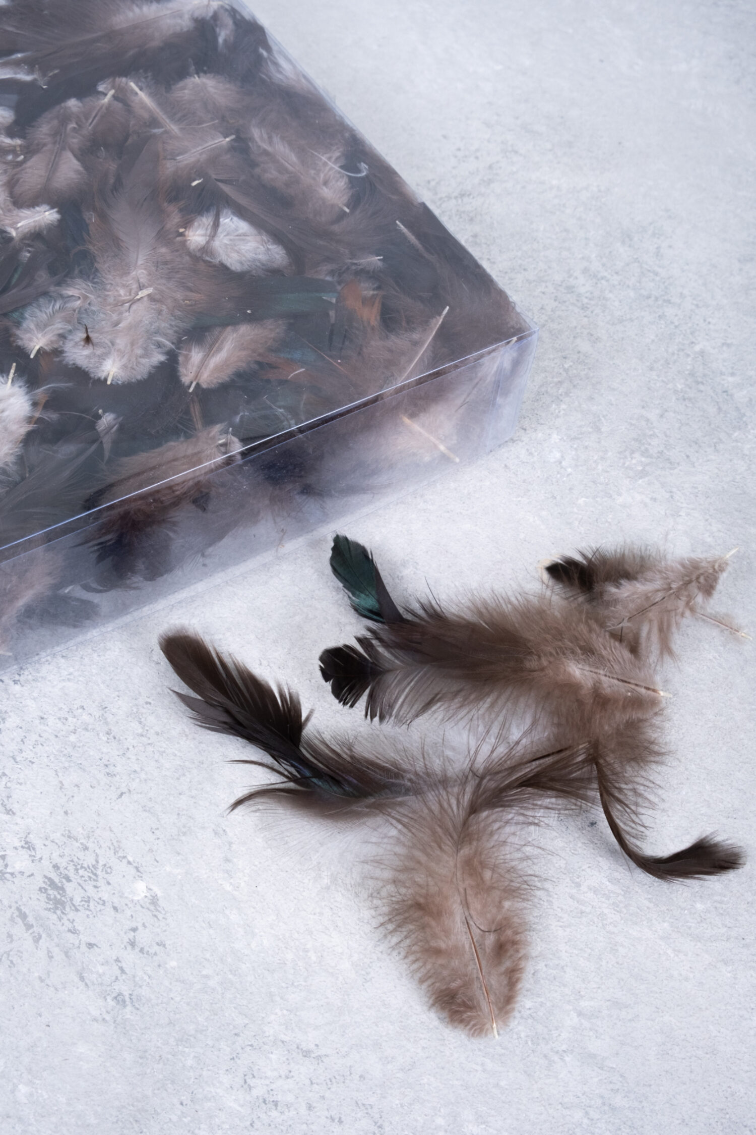 Cockerel feathers black