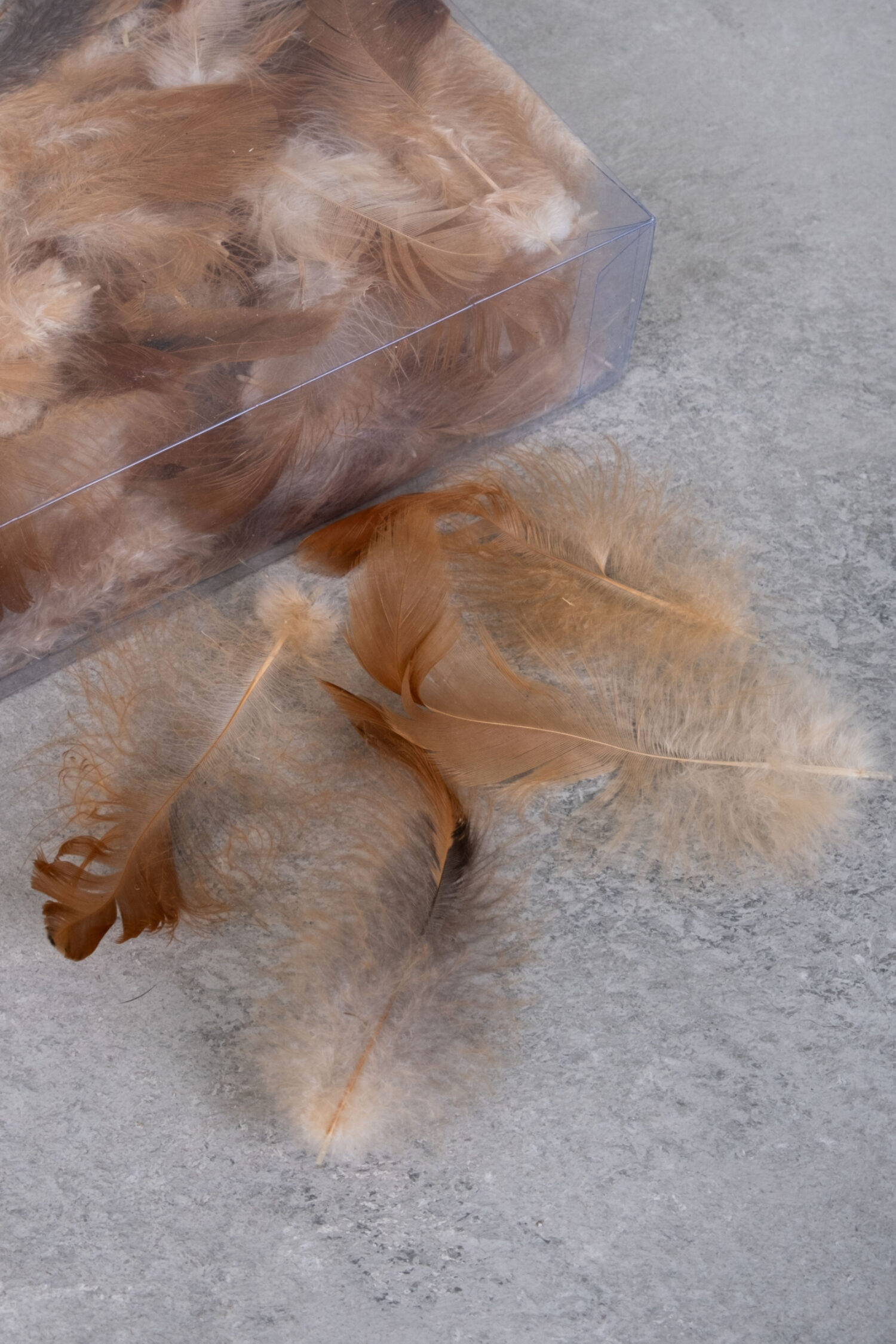 Cockerel feathers brown