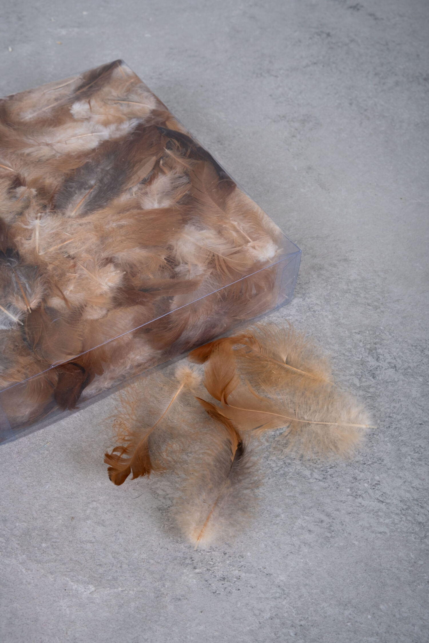 Cockerel feathers brown