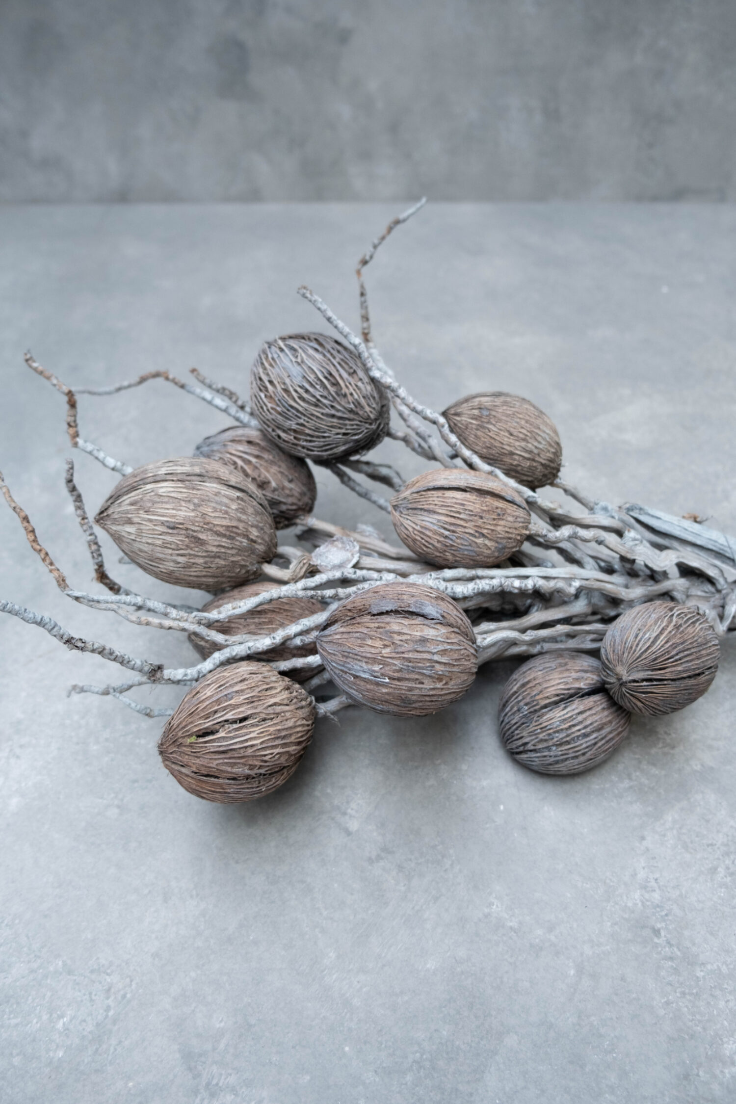 Coco finger branch + mintolla