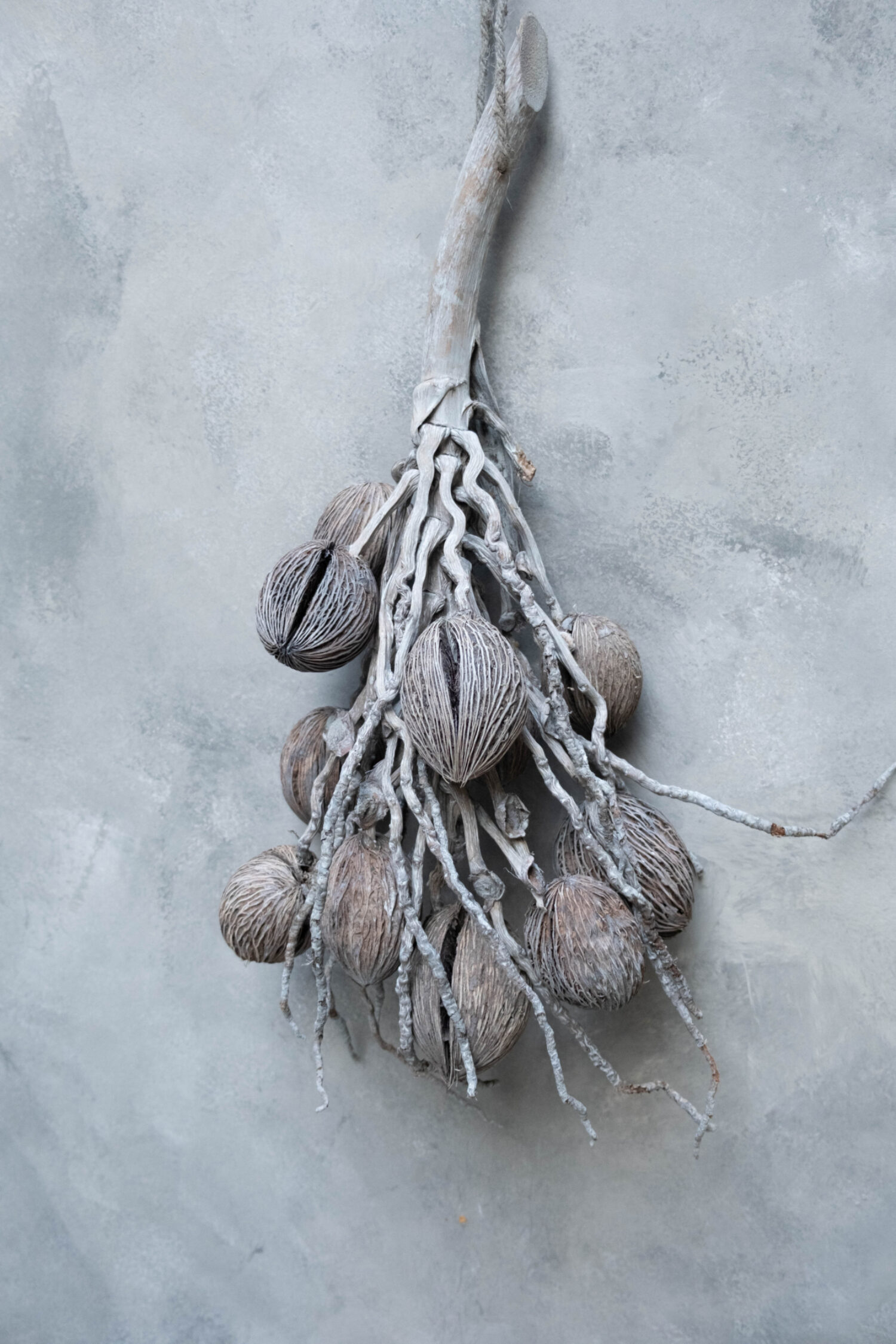 Coco finger branch + mintolla