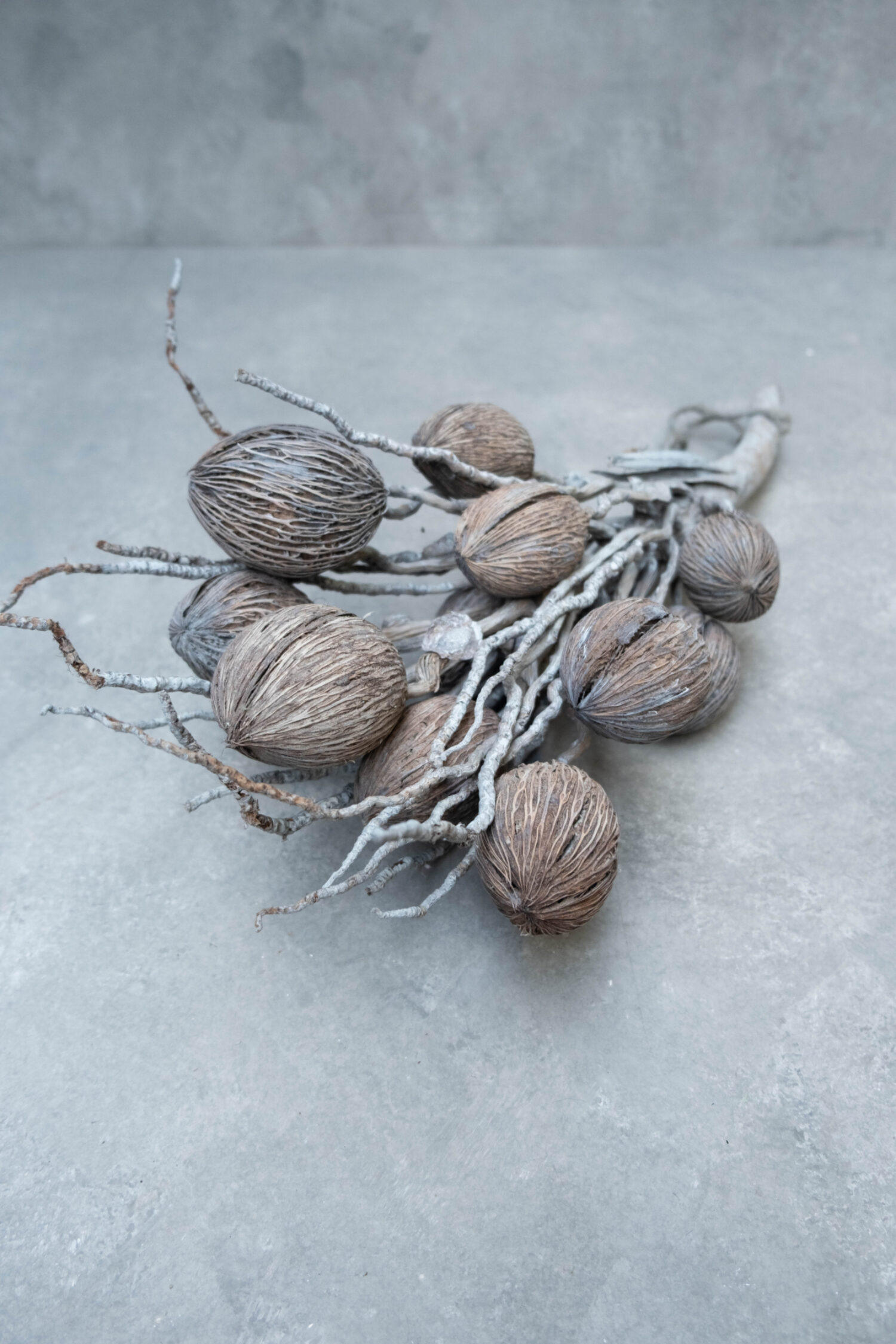 Coco finger branch + mintolla