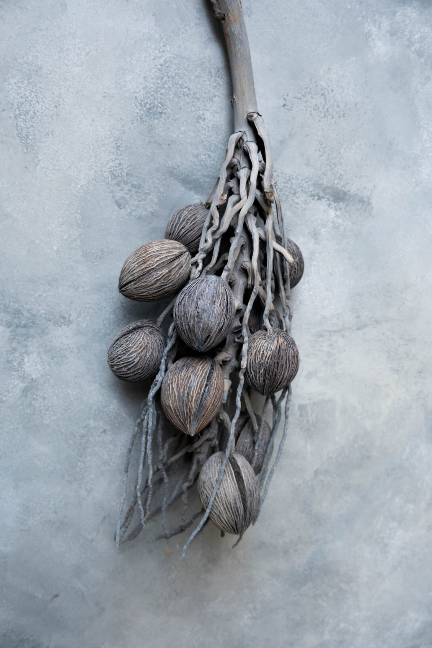 Coco finger branch + mintolla