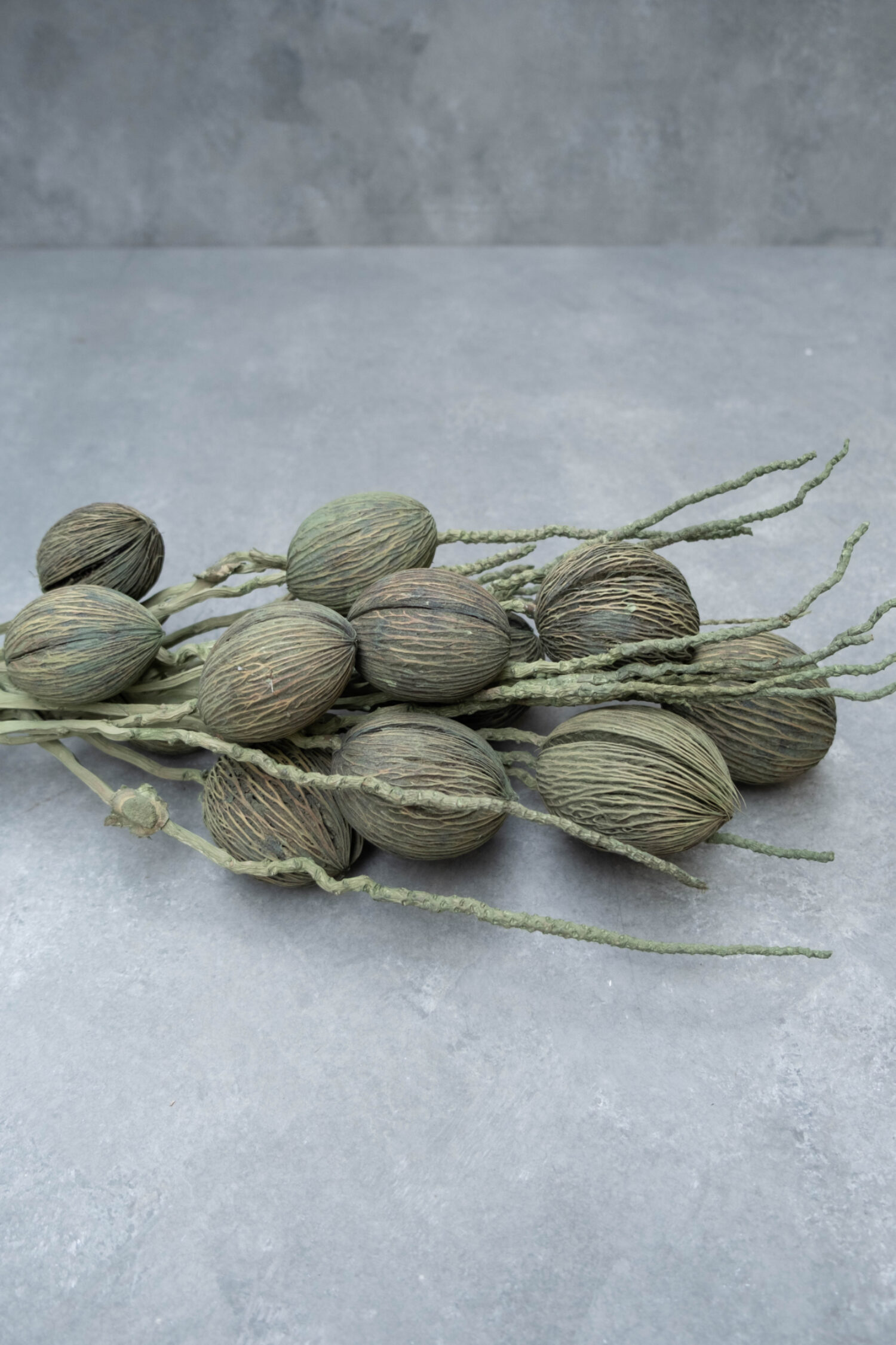 Coco finger branch + mintolla