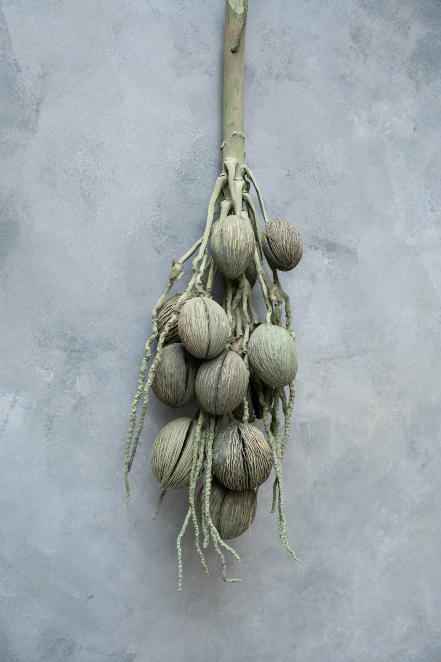 Coco finger branch + mintolla