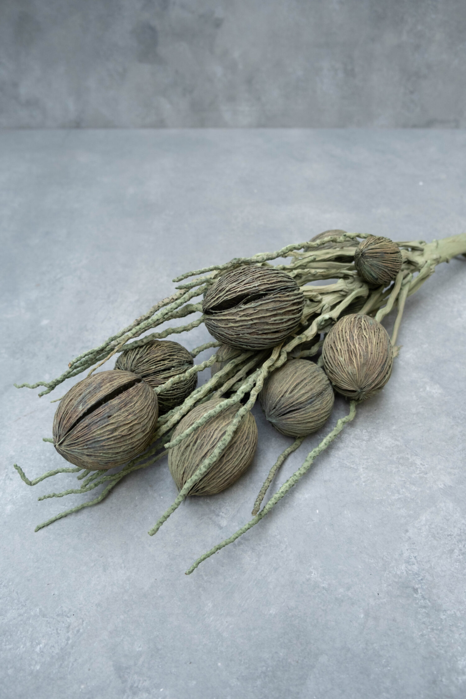 Coco finger branch + mintolla