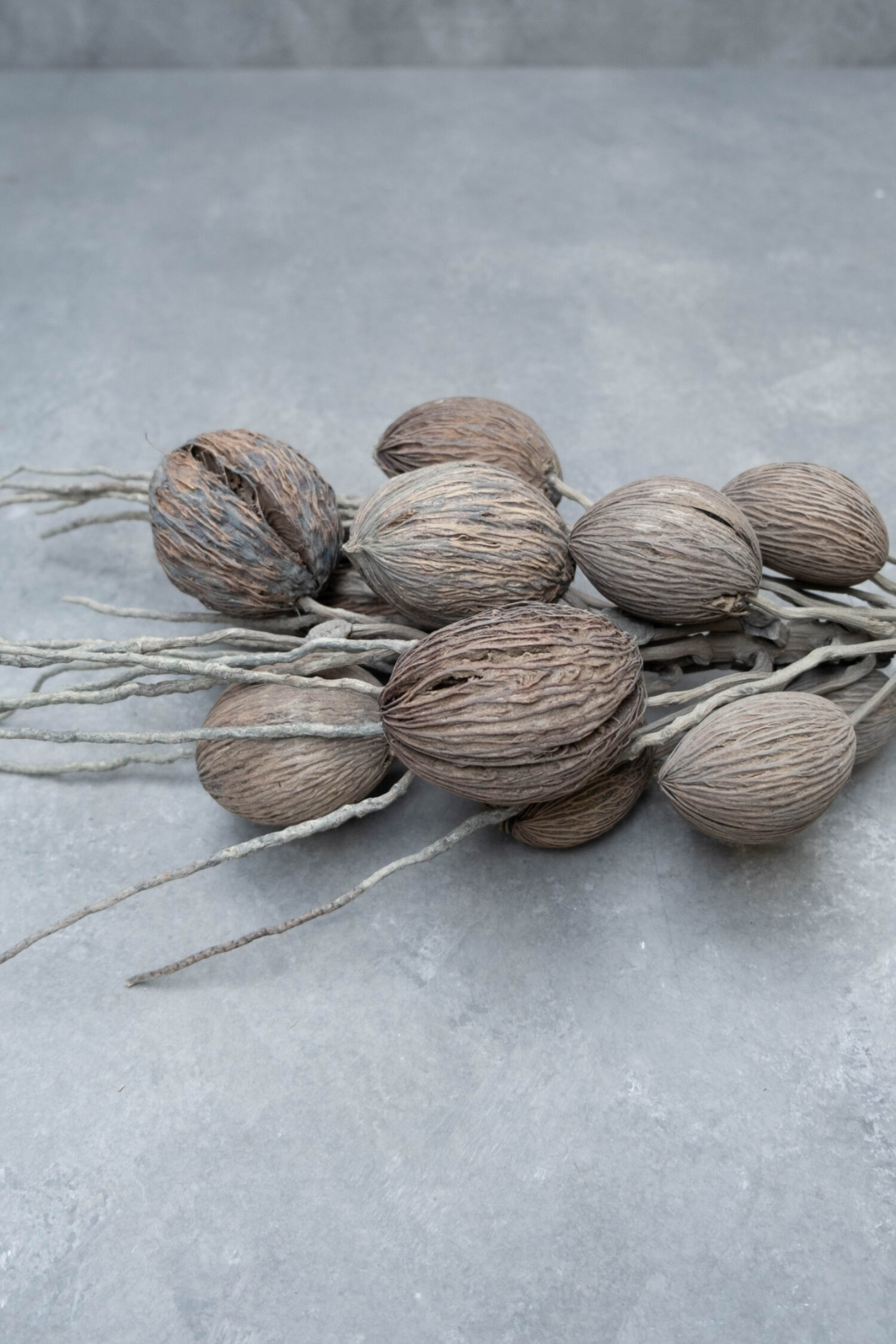 Coco finger branch + mintolla