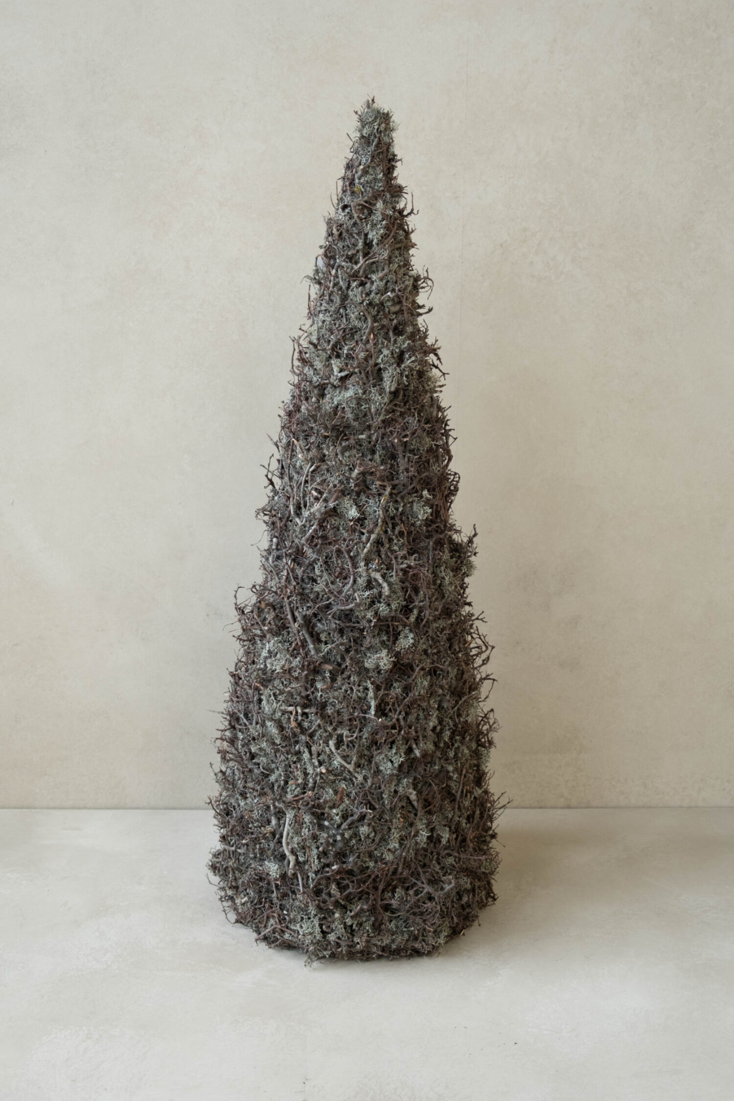 Cone tree grey moss with bonsai