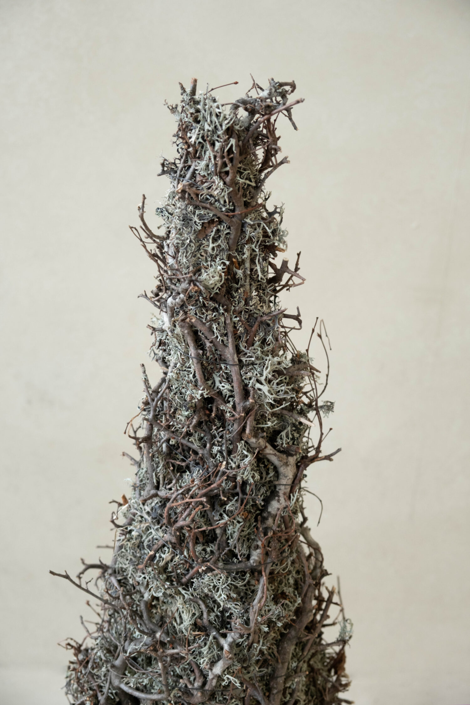 Cone tree grey moss with bonsai