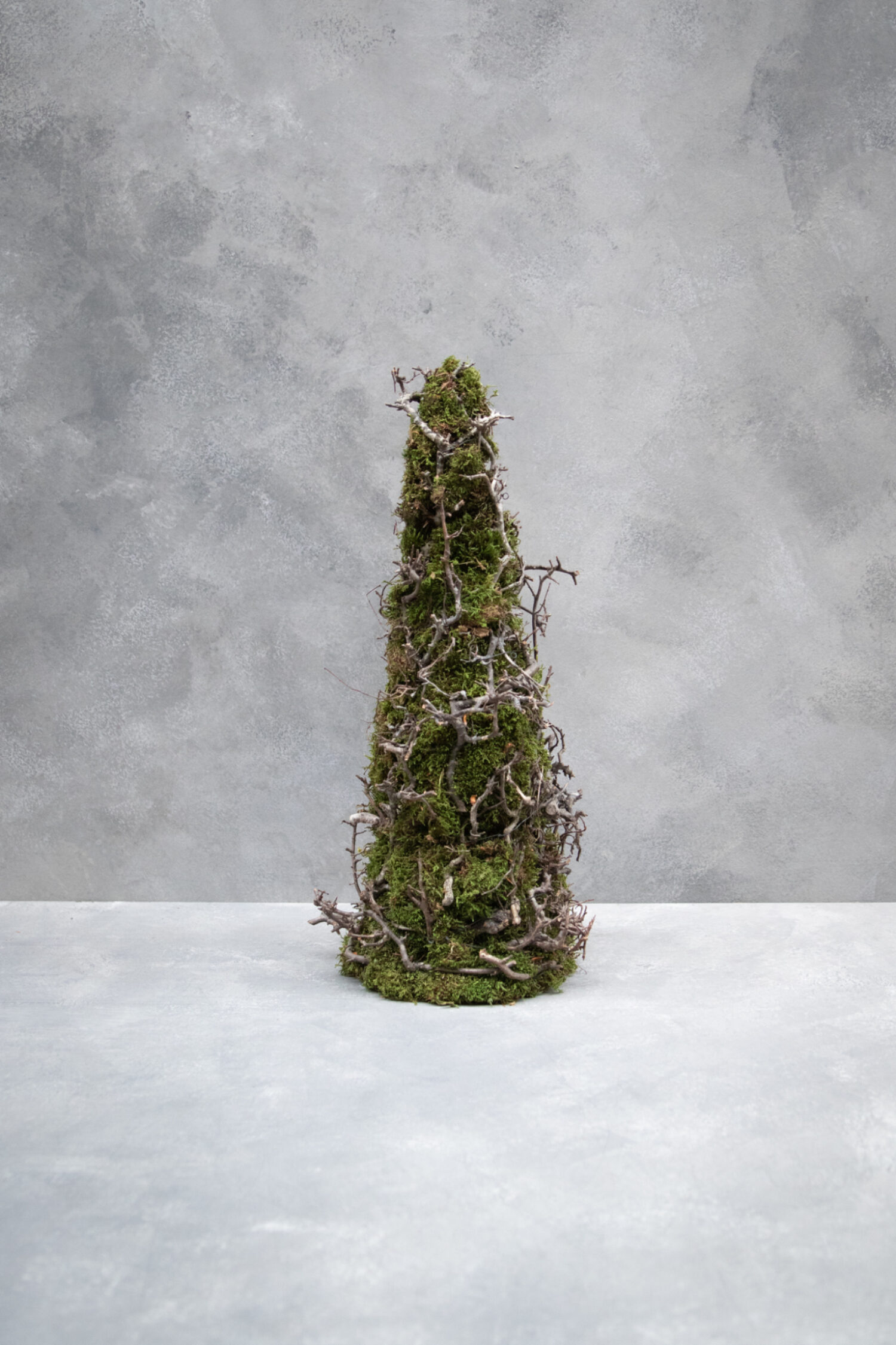 Cone tree moss with bonsai