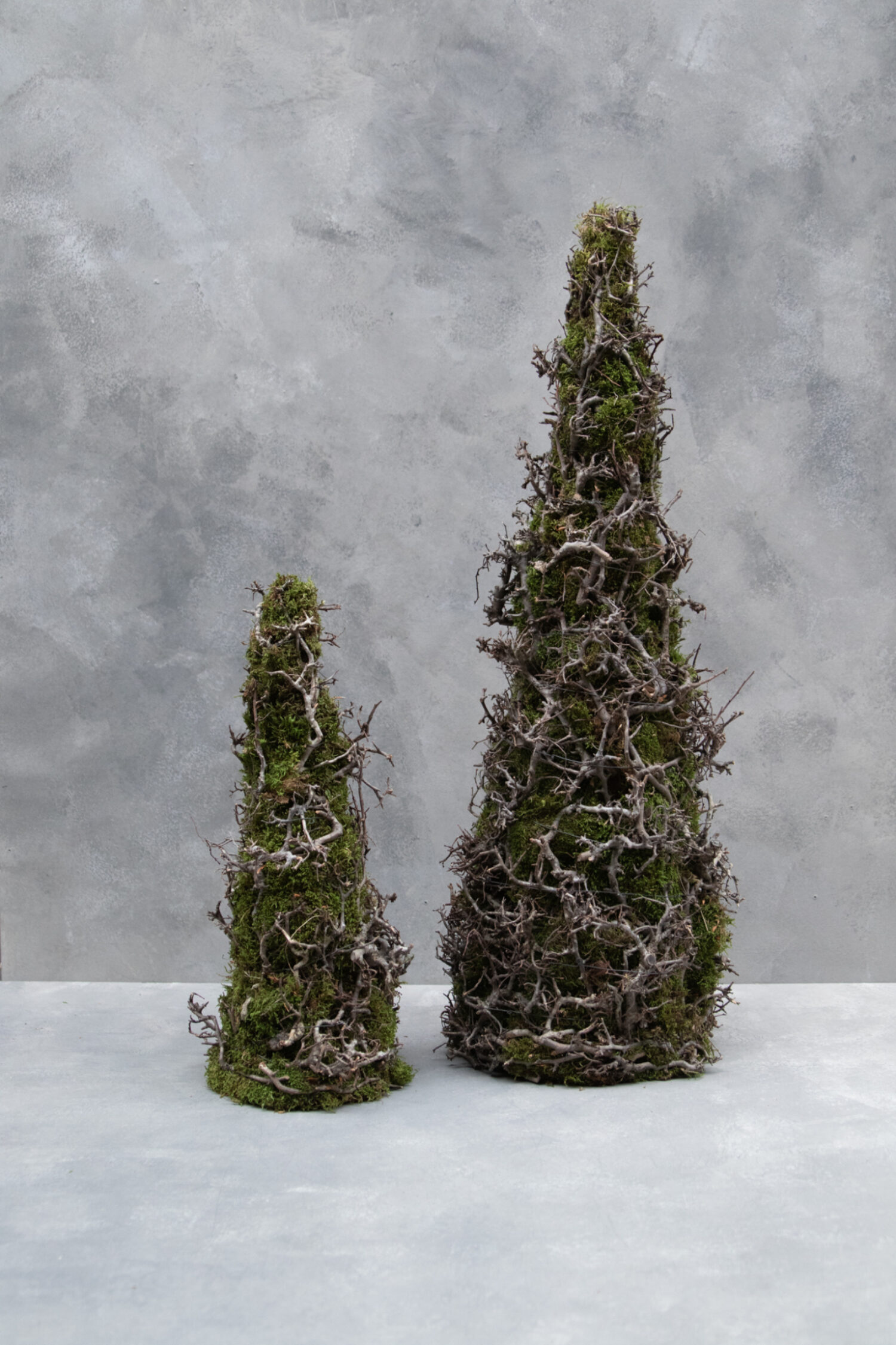 Cone tree moss with bonsai