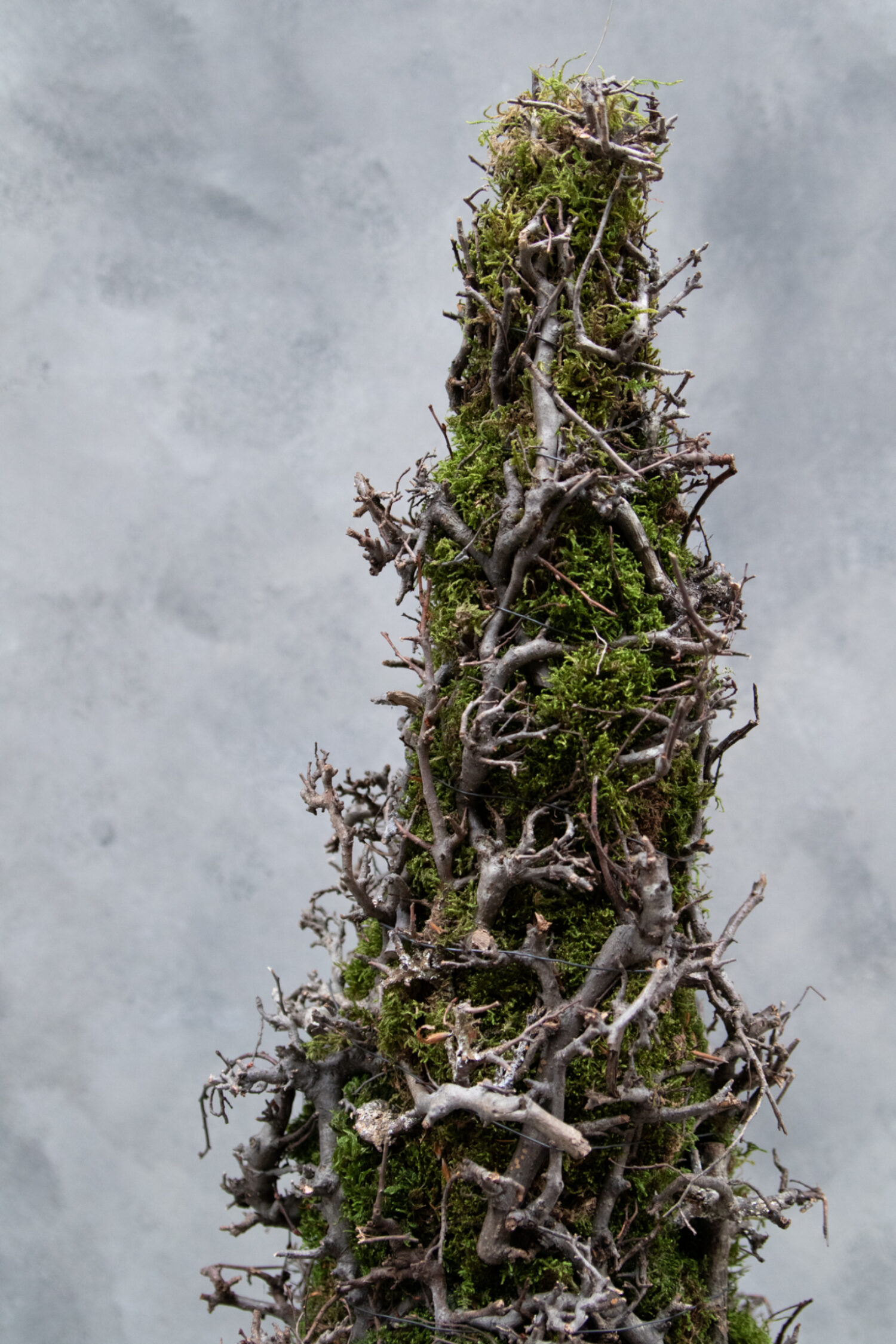 Cone tree moss with bonsai