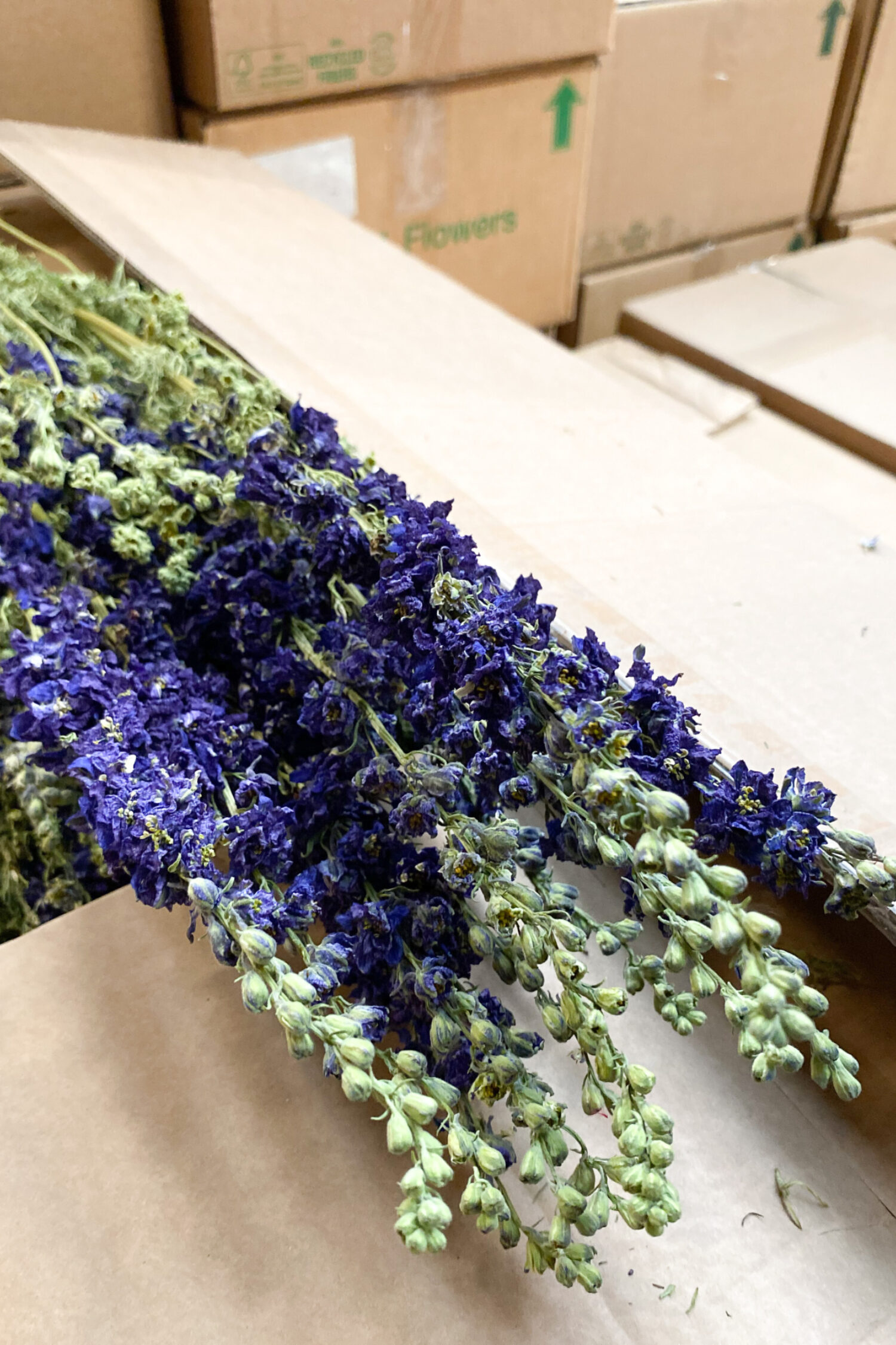 Delphinium bunch