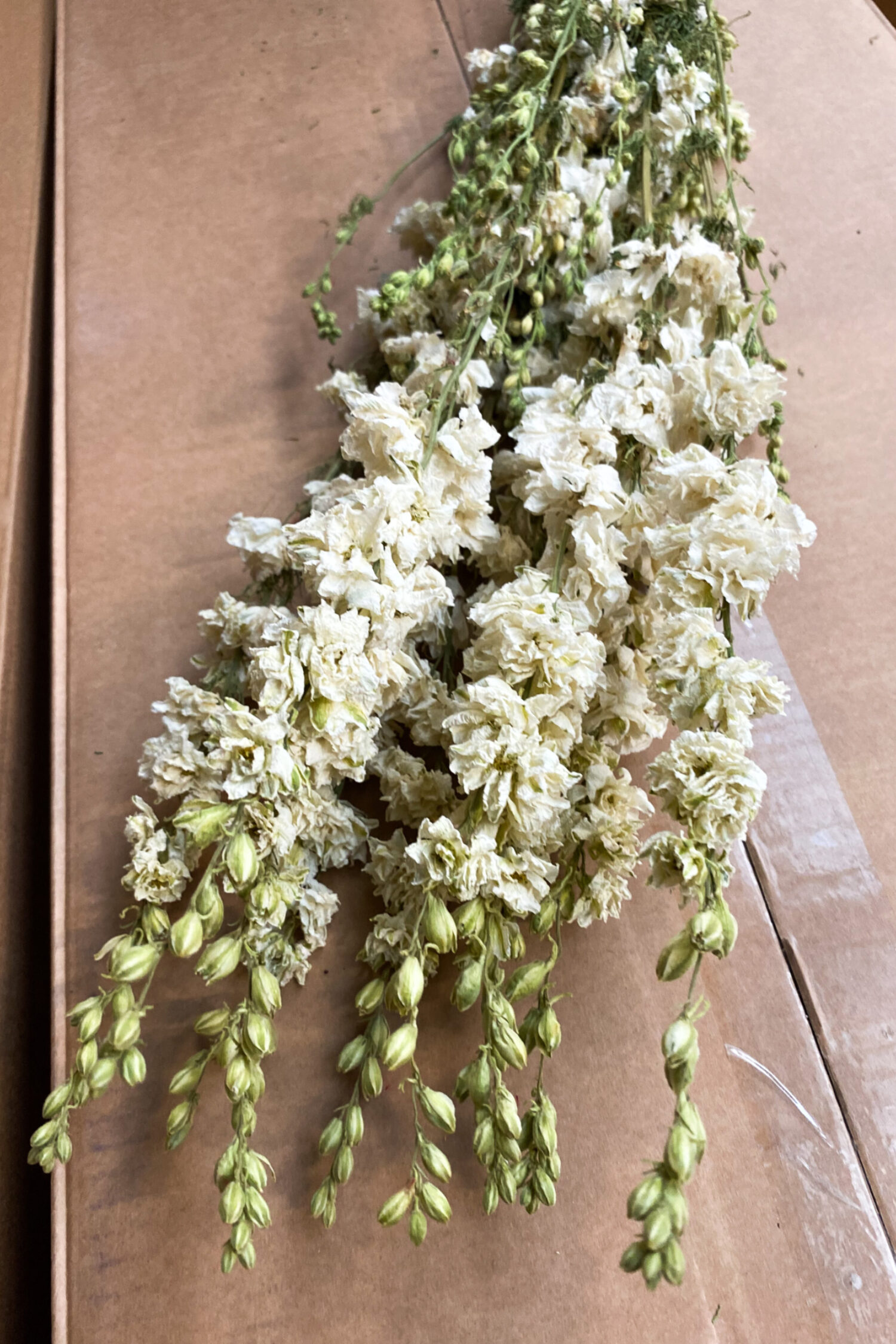 Delphinium bunch