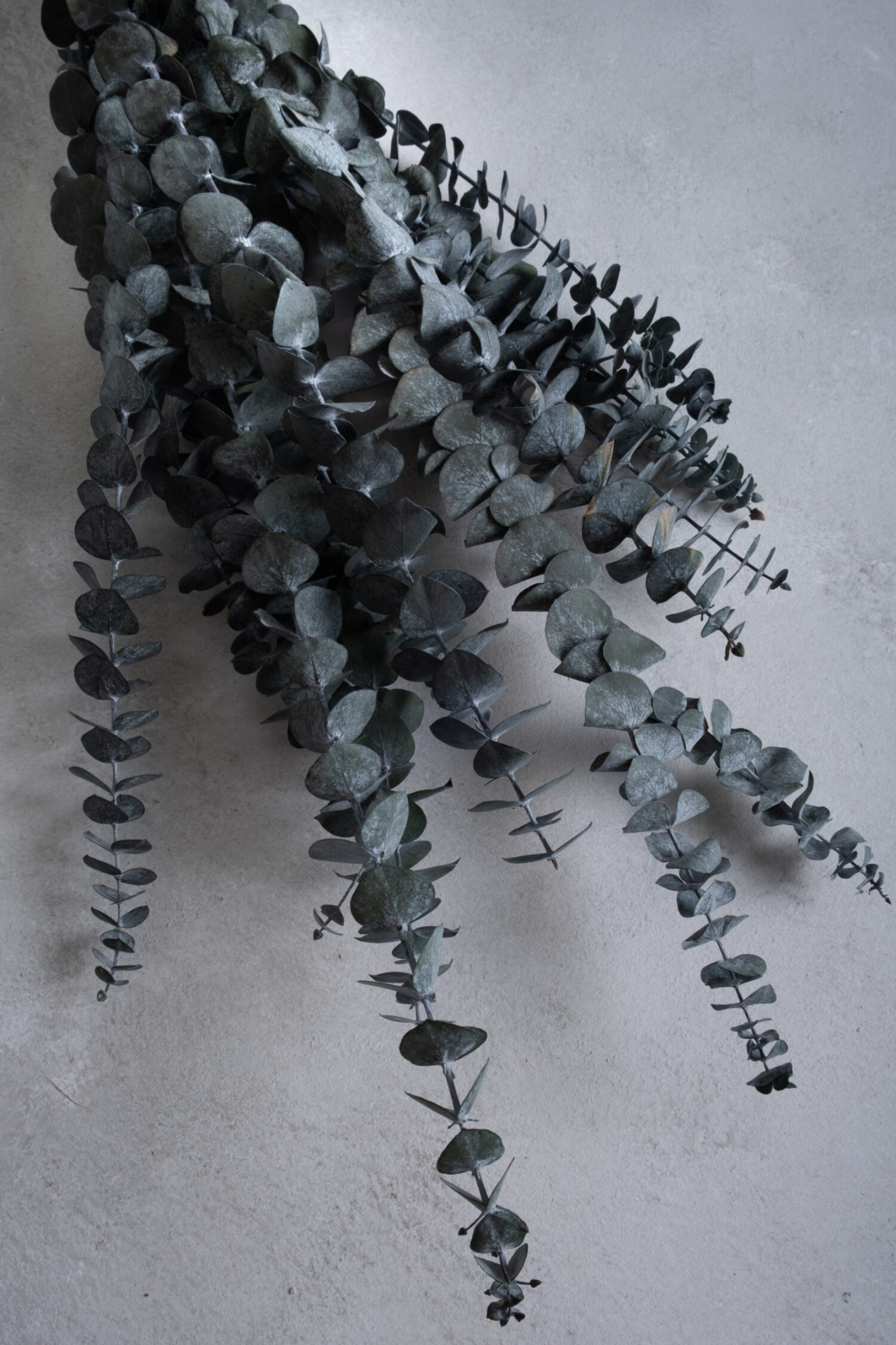 Eucalyptus baby blue preserved