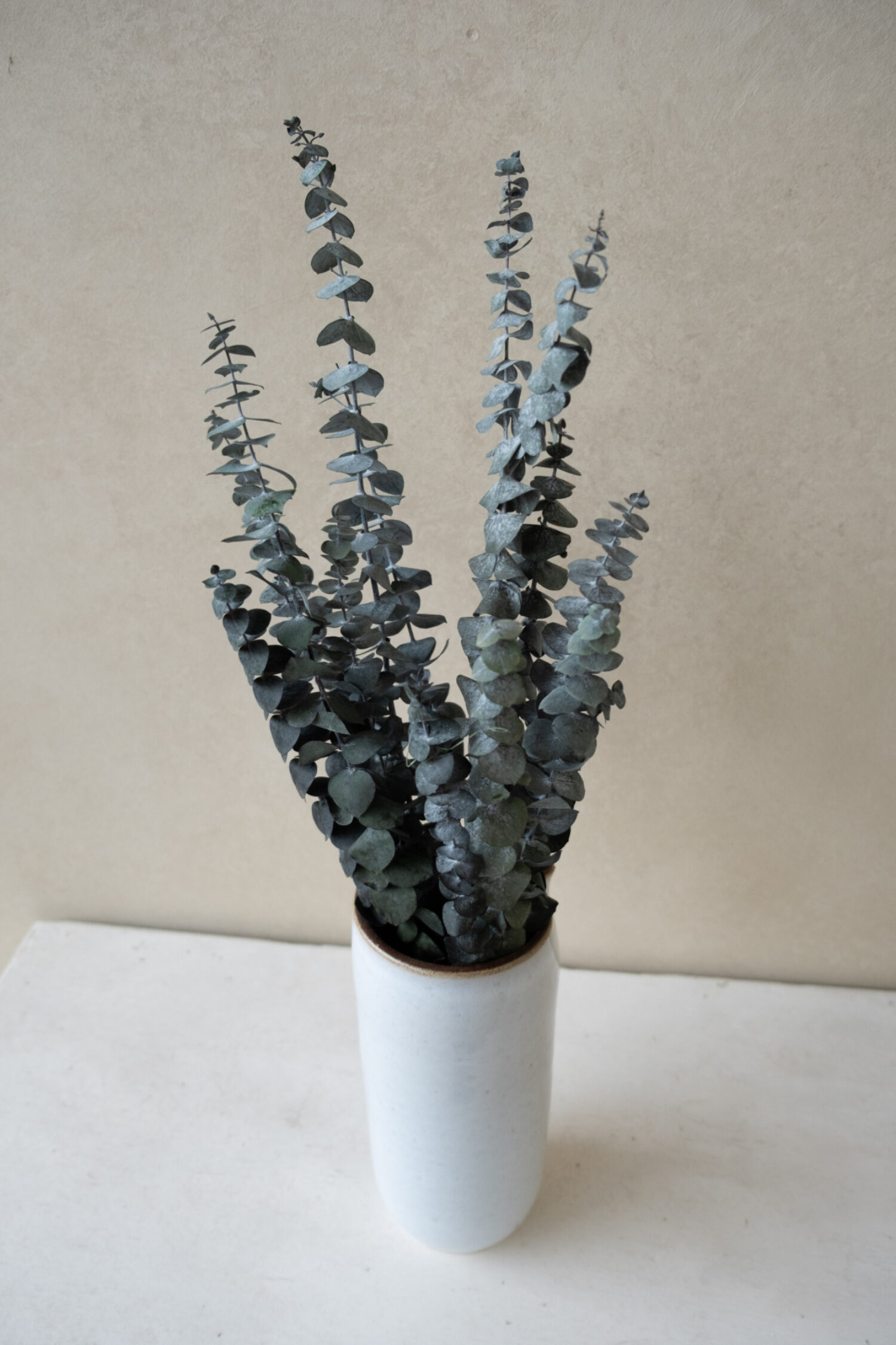 Eucalyptus baby blue preserved