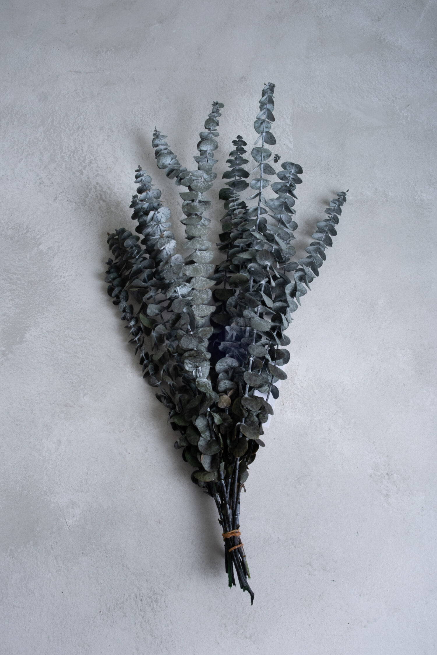 Eucalyptus baby blue preserved