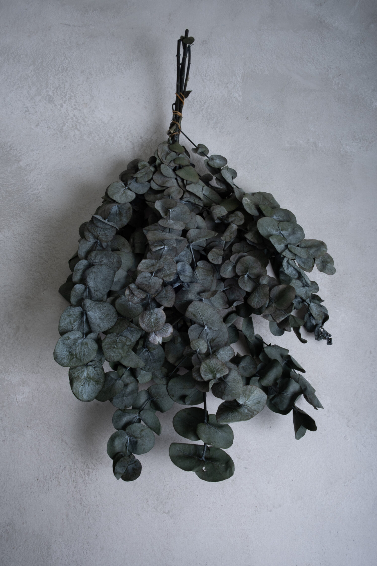 Eucalyptus cinerea preserved