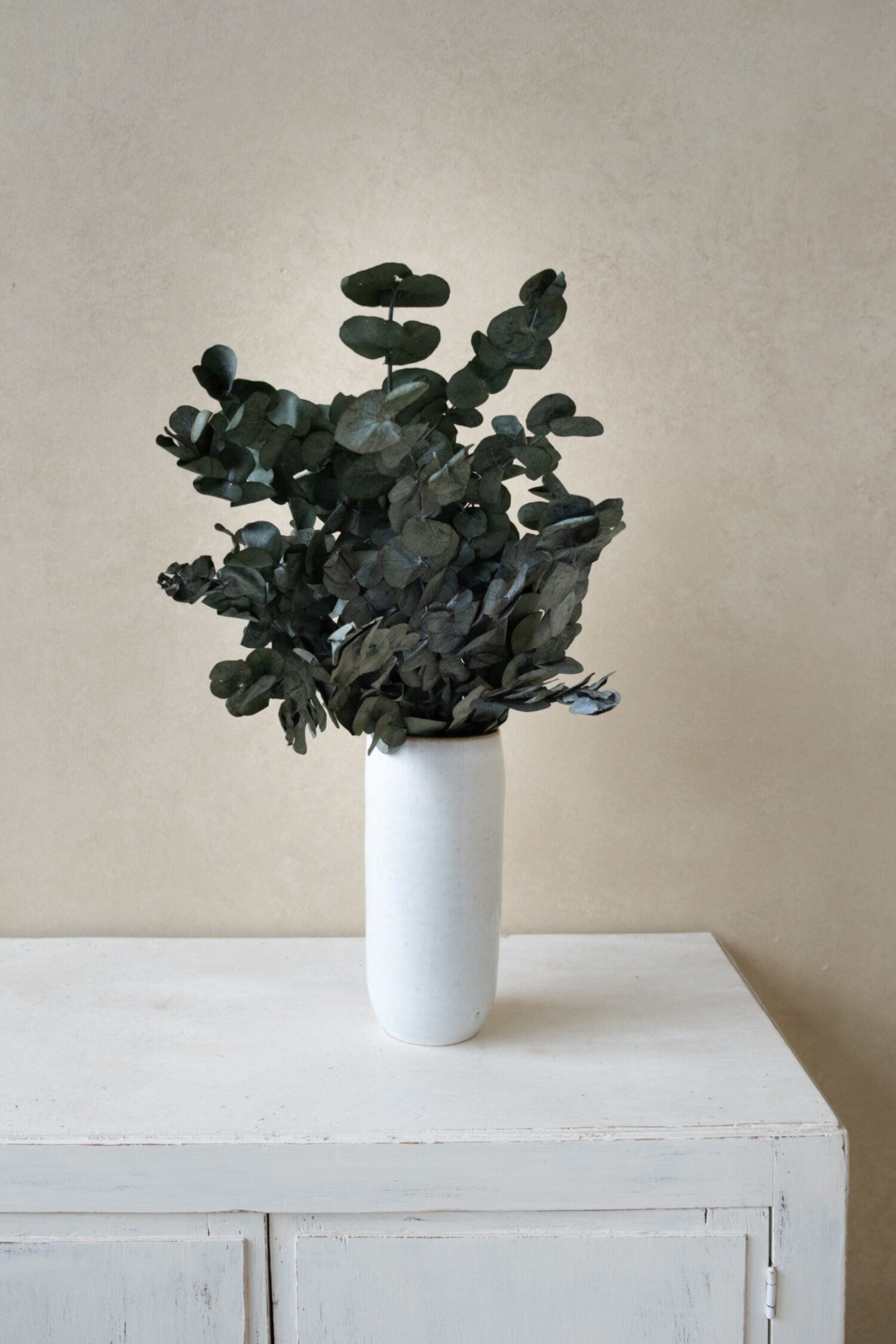 Eucalyptus cinerea preserved