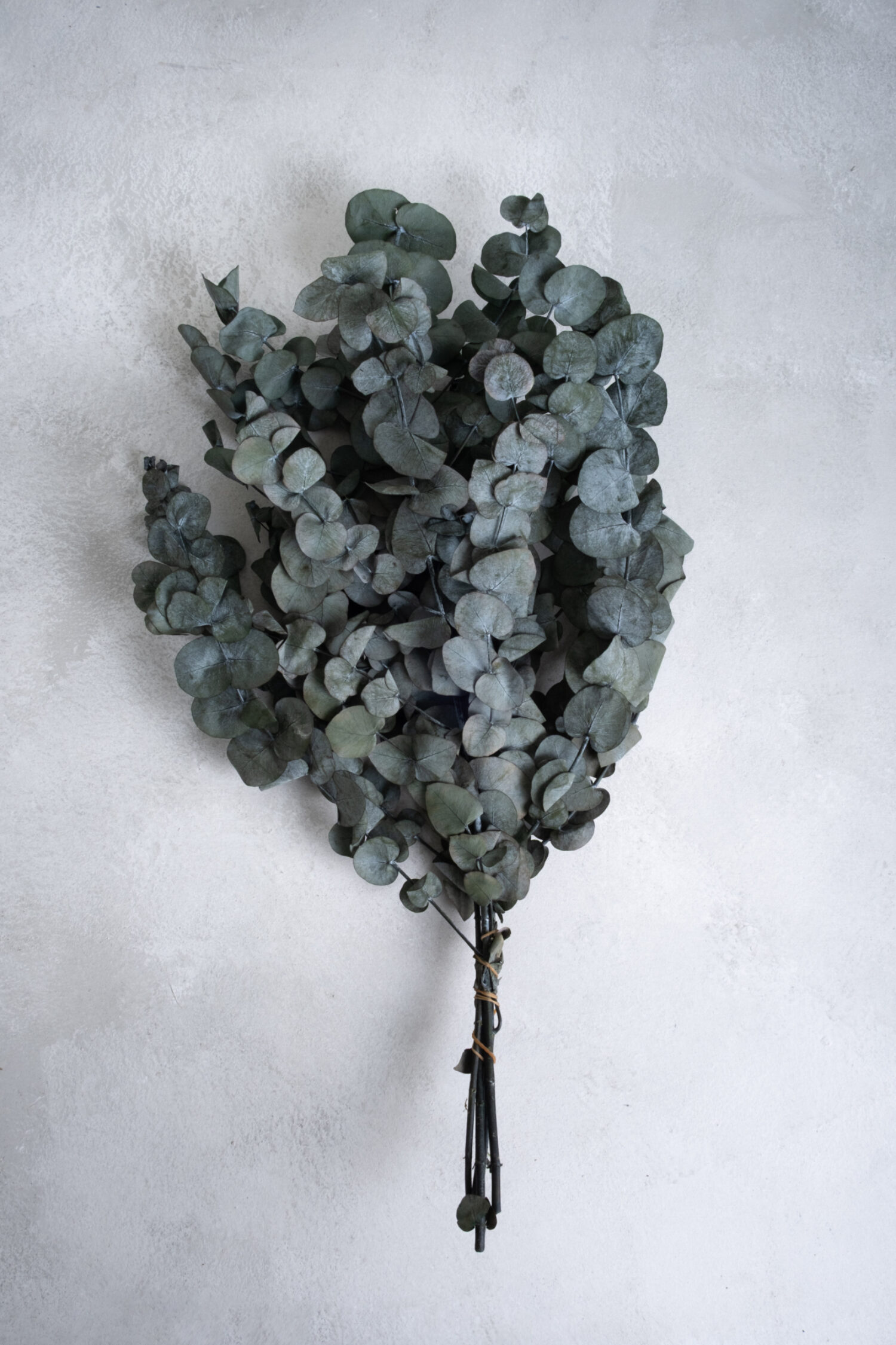 Eucalyptus cinerea preserved