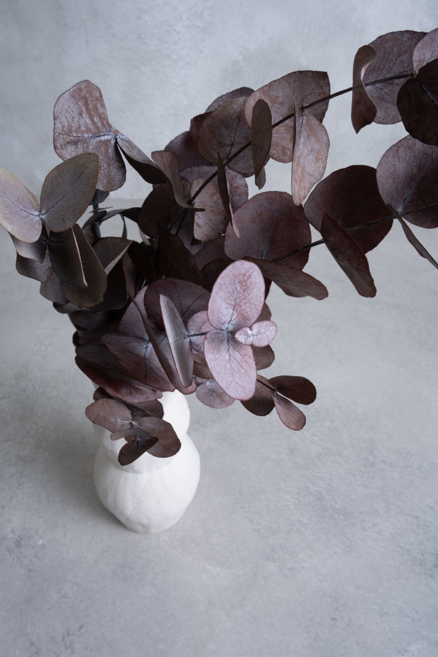 Eucalyptus silverdollar preserved