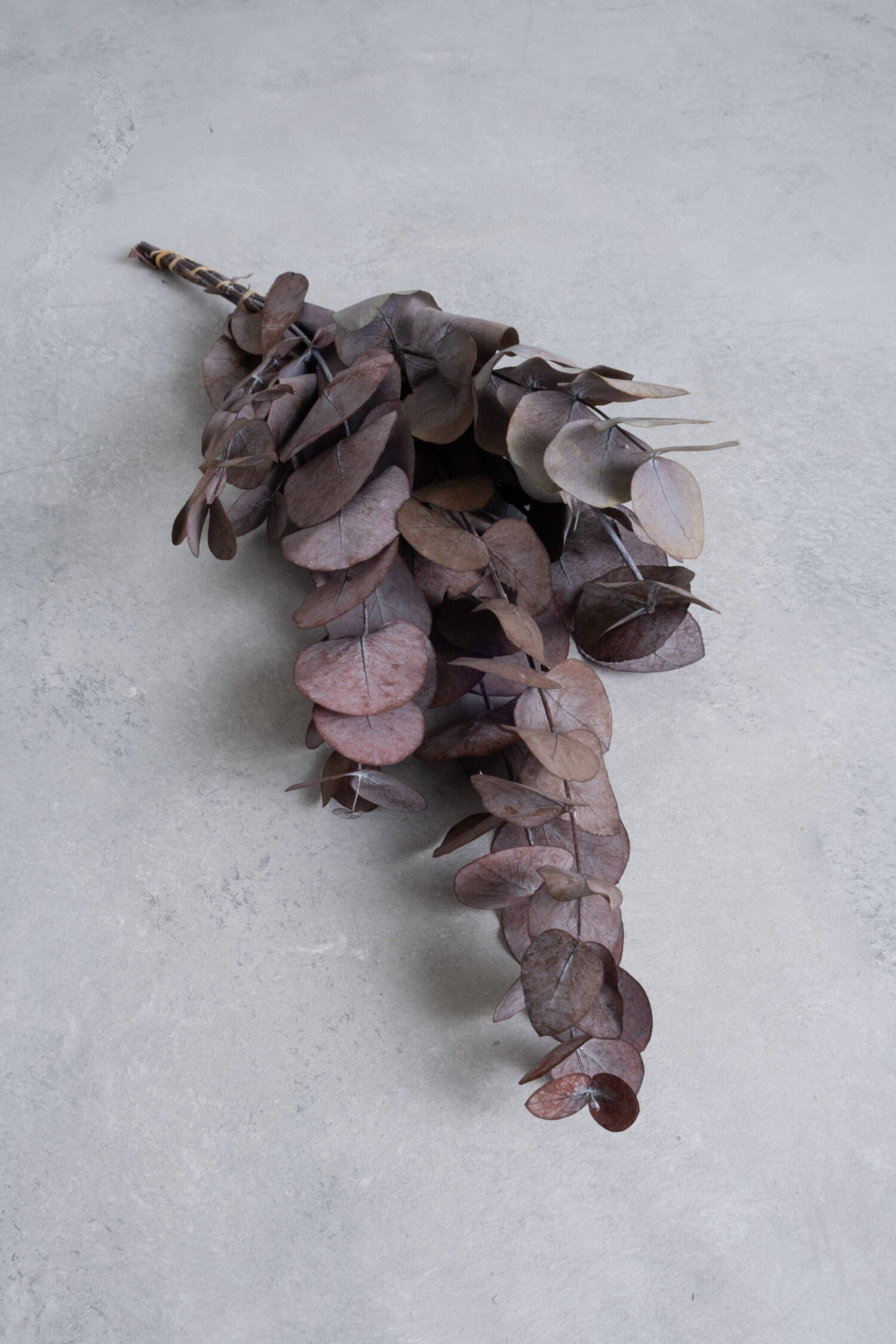 Eucalyptus silverdollar preserved