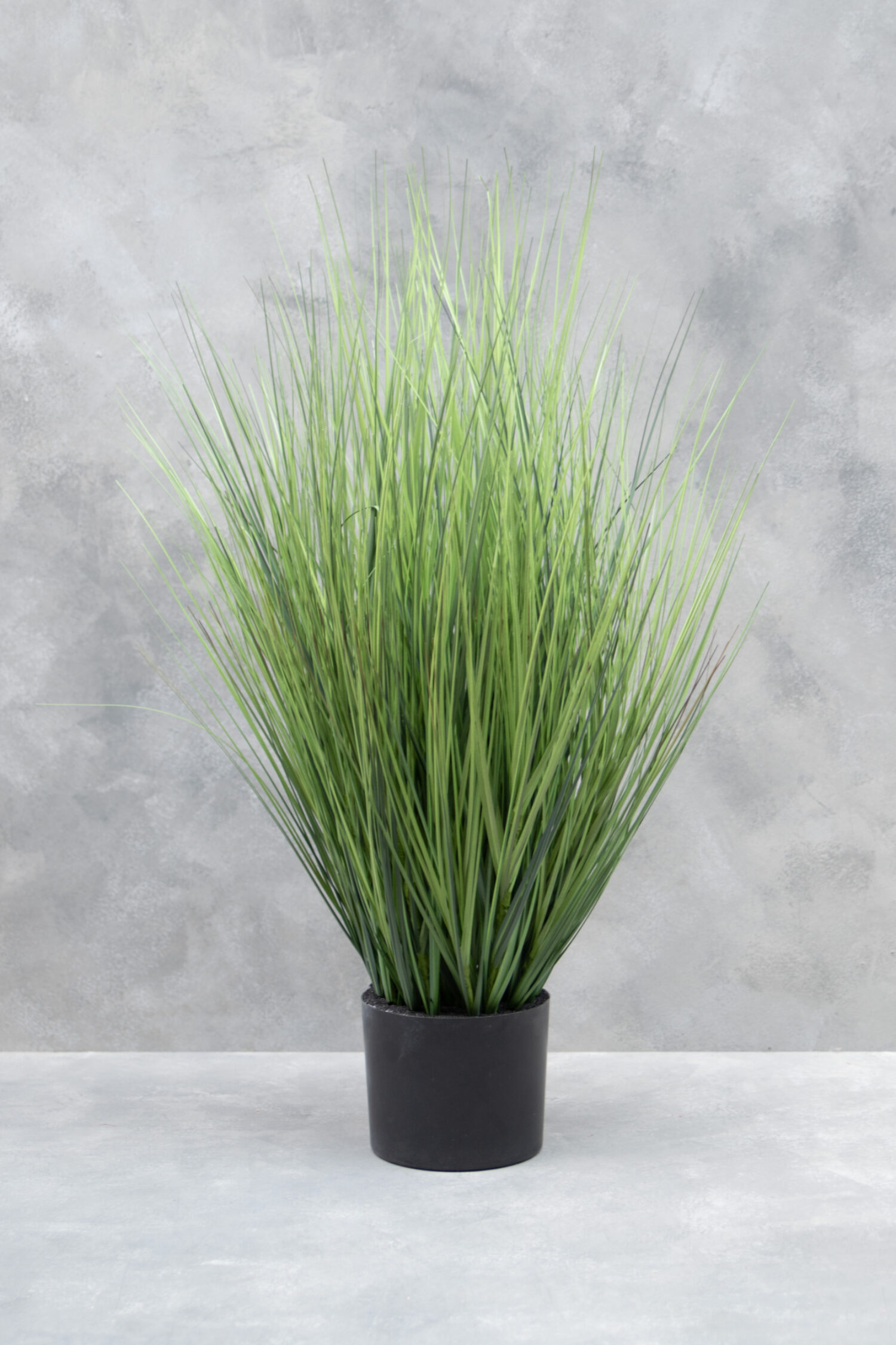 Festuca Oscar L, 91cm