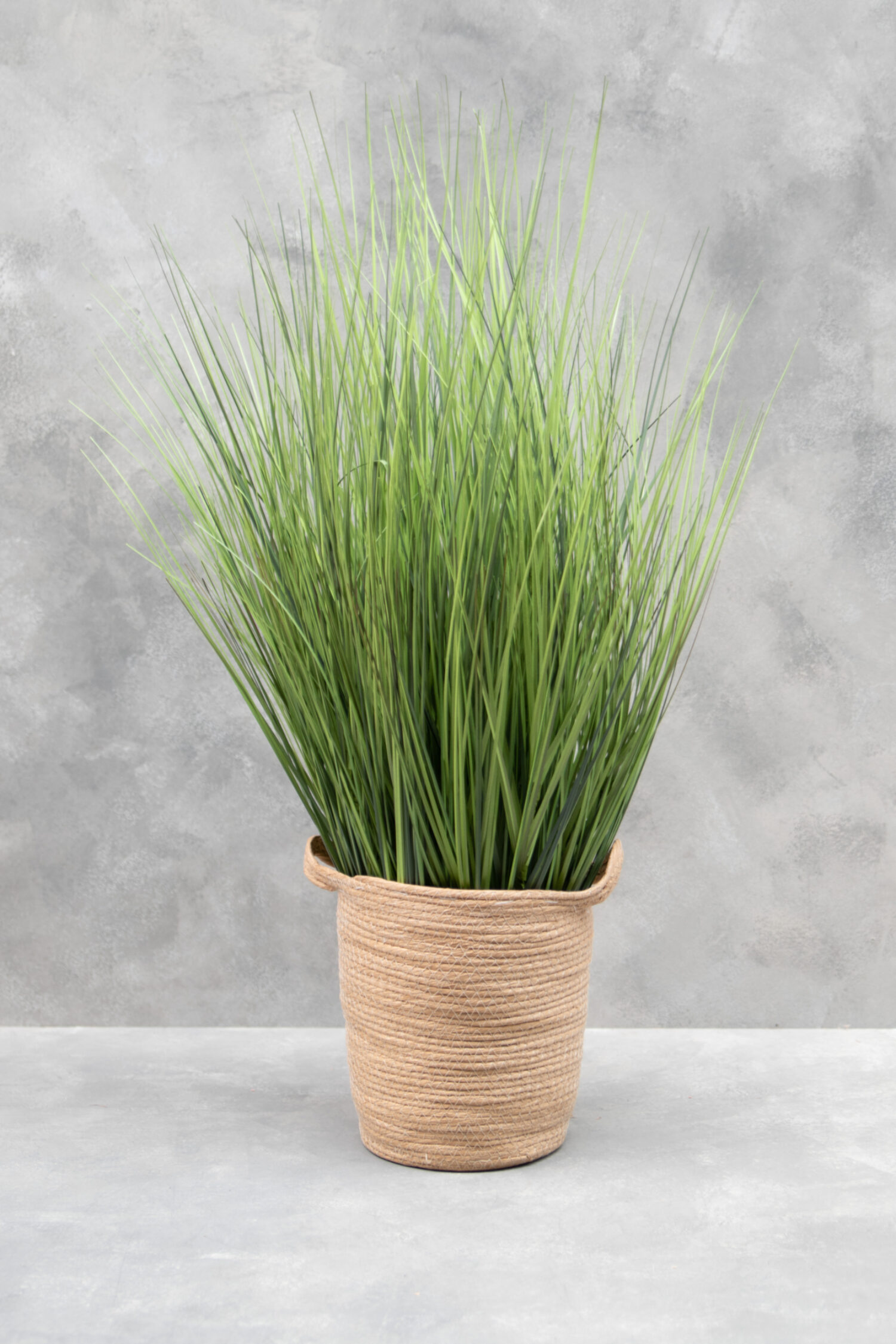 Festuca Oscar L, 91cm
