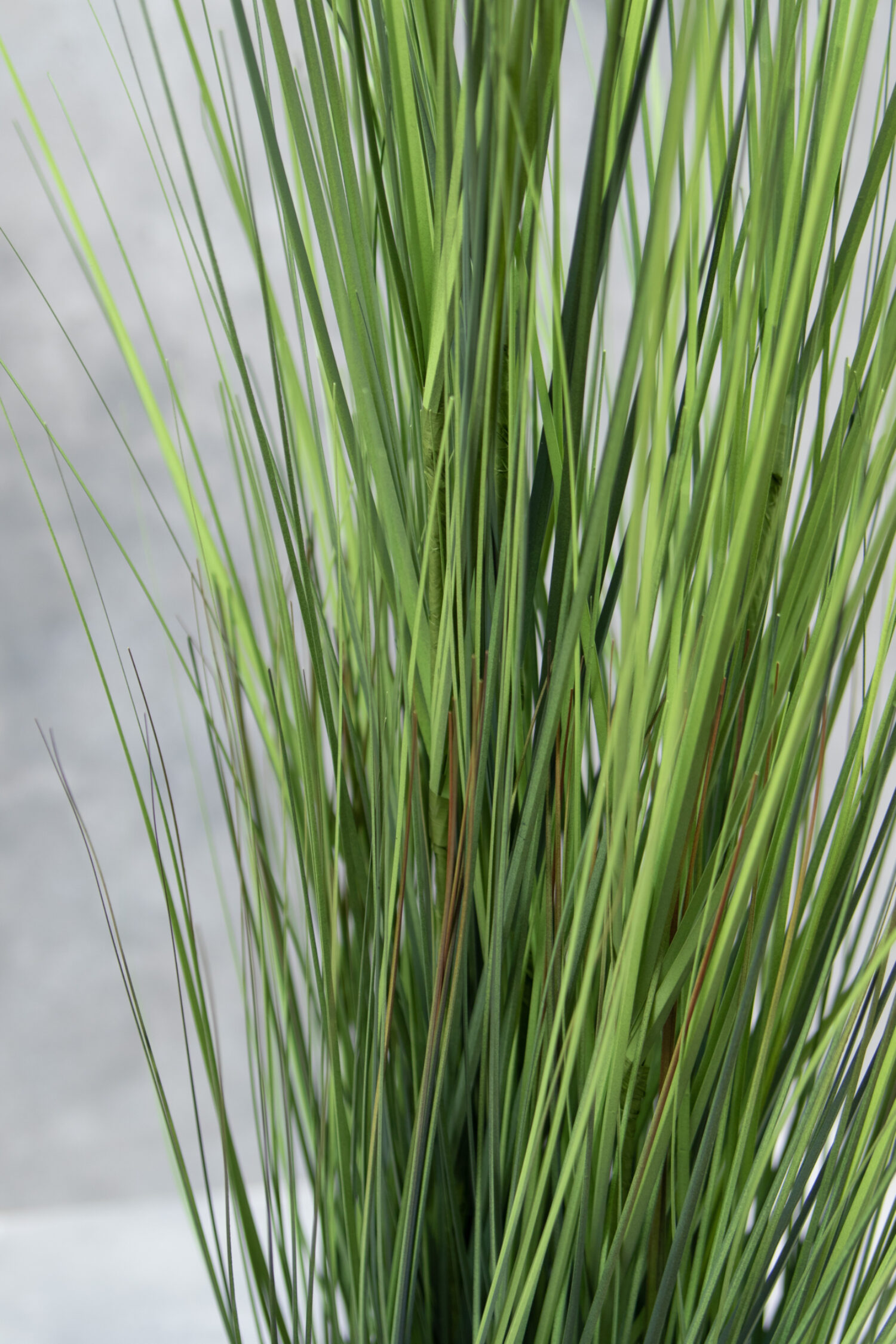 Festuca