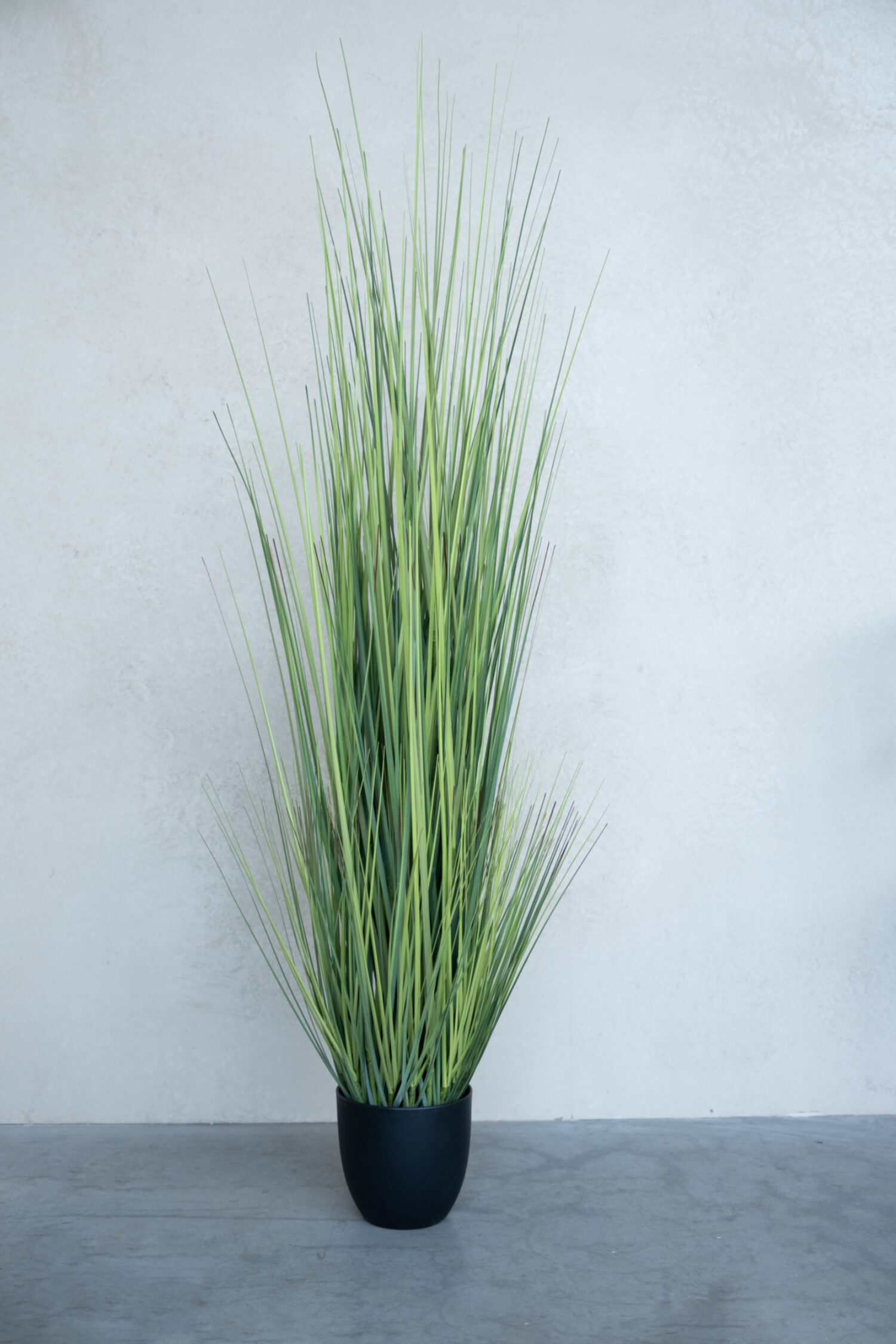 Festuca green in pot 150cm