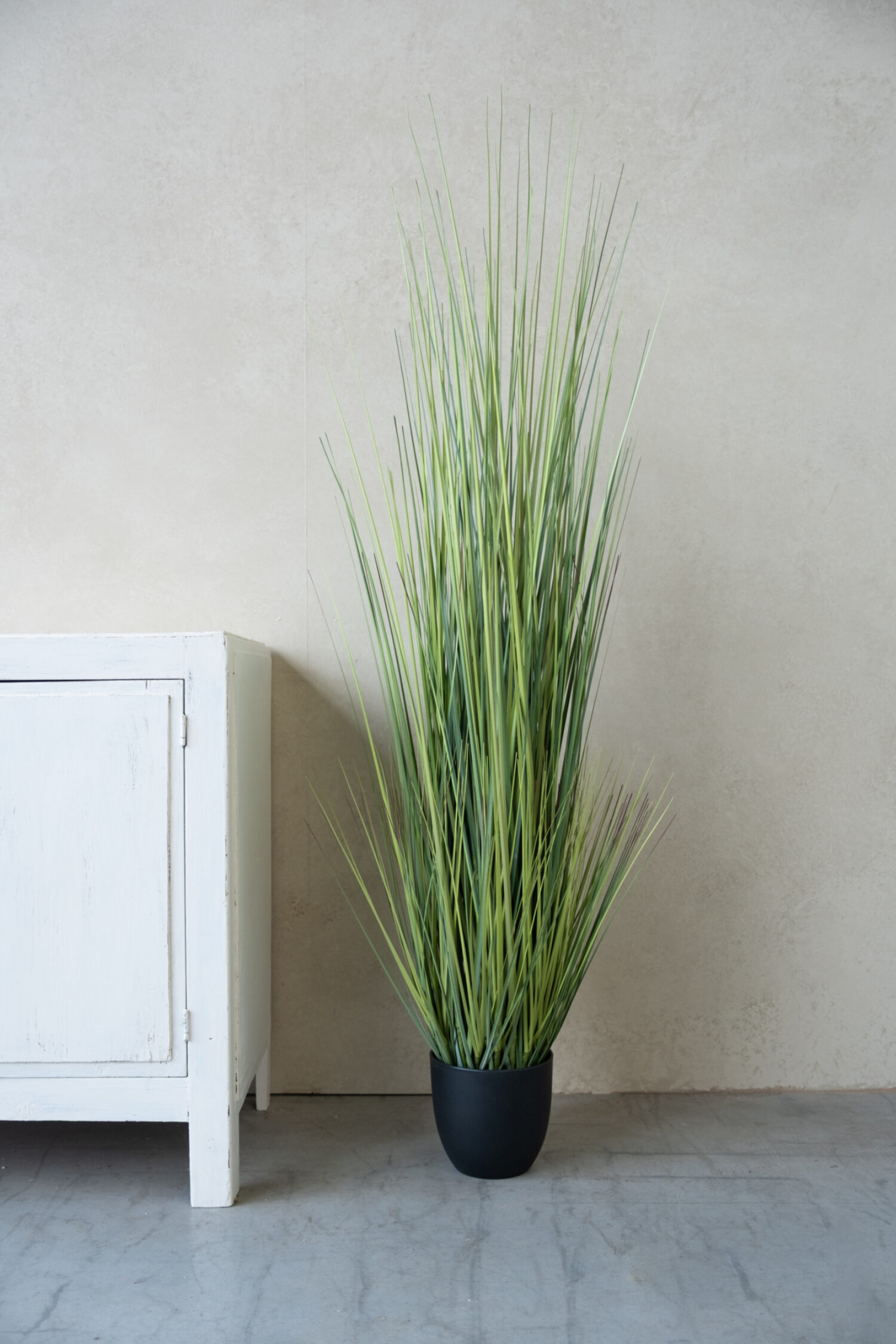 Festuca green in pot 150cm