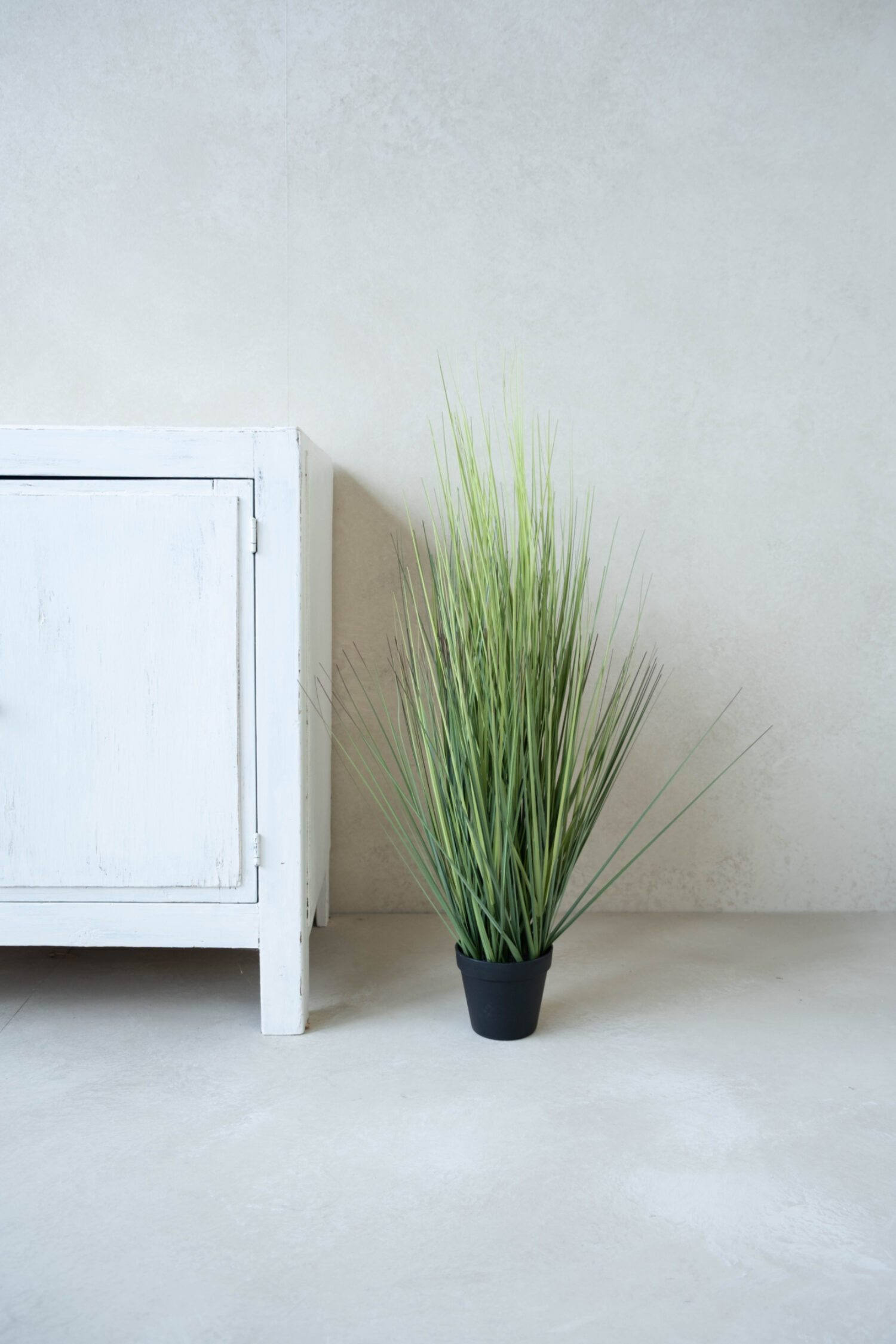 Festuca green in pot 86cm