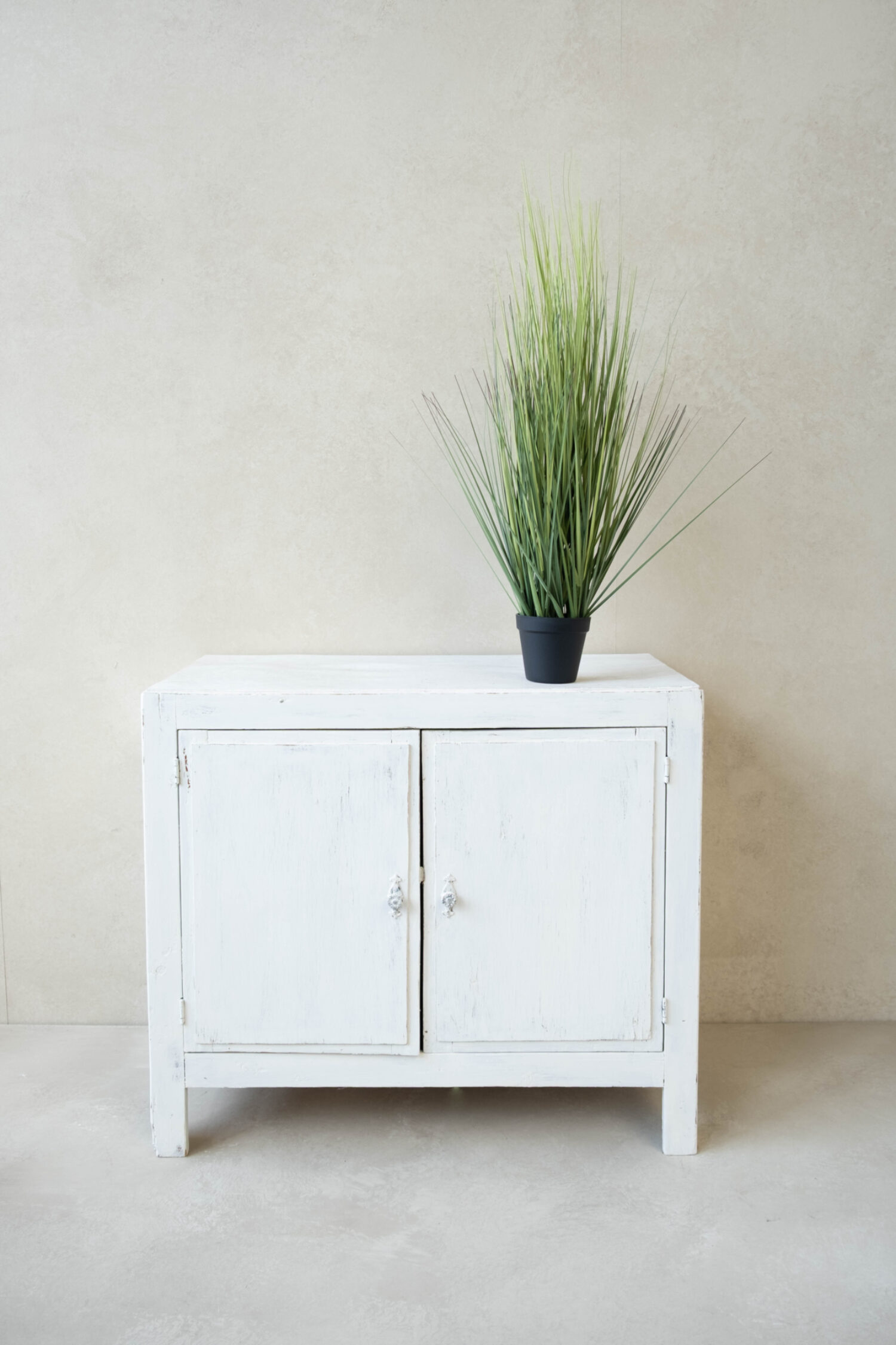 Festuca green in pot 86cm