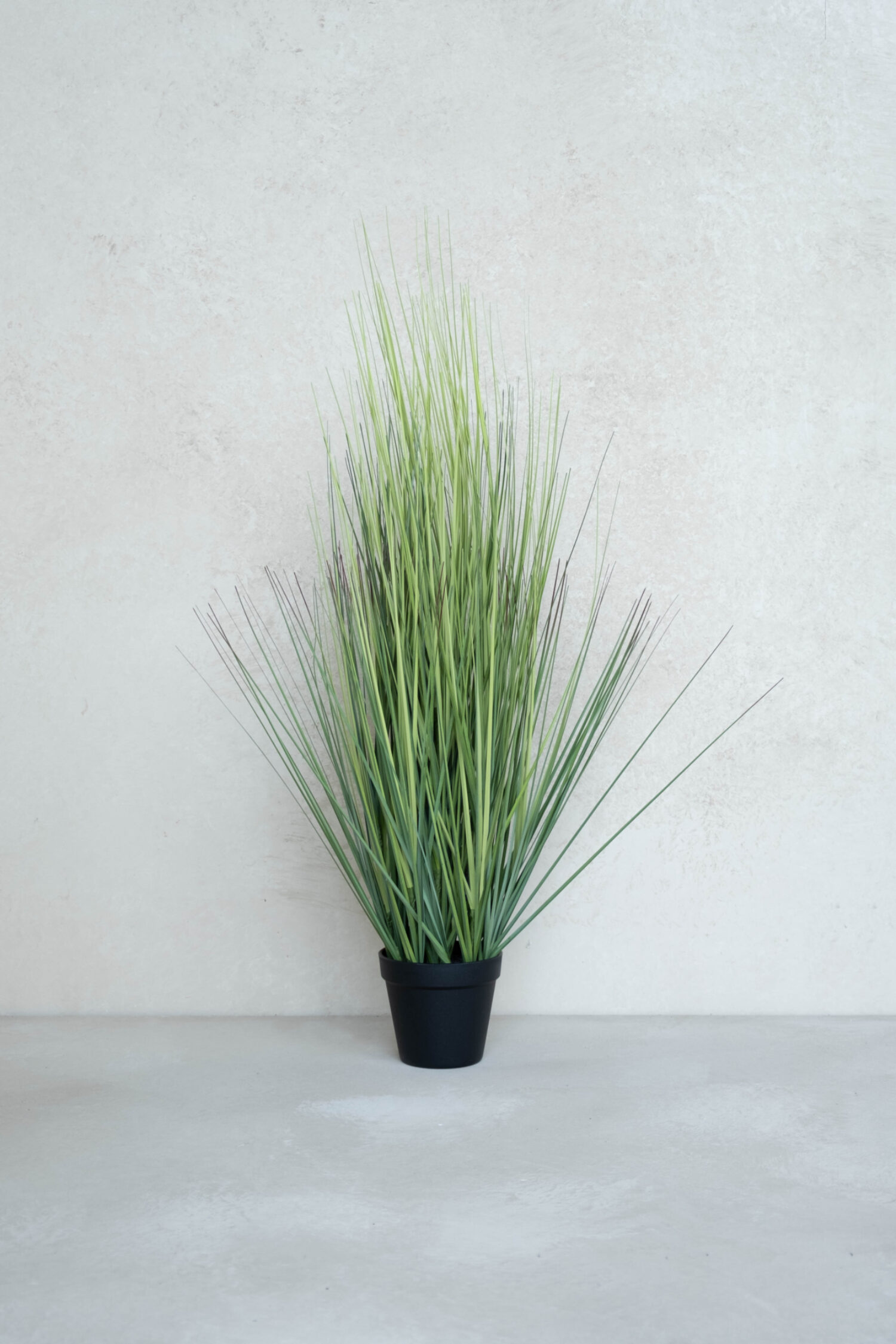 Festuca green in pot 86cm