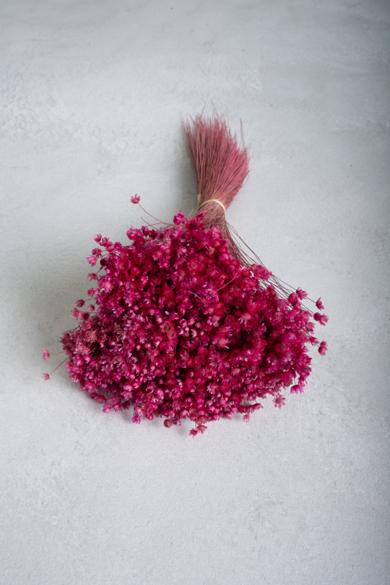 Glixia Marcela bunch