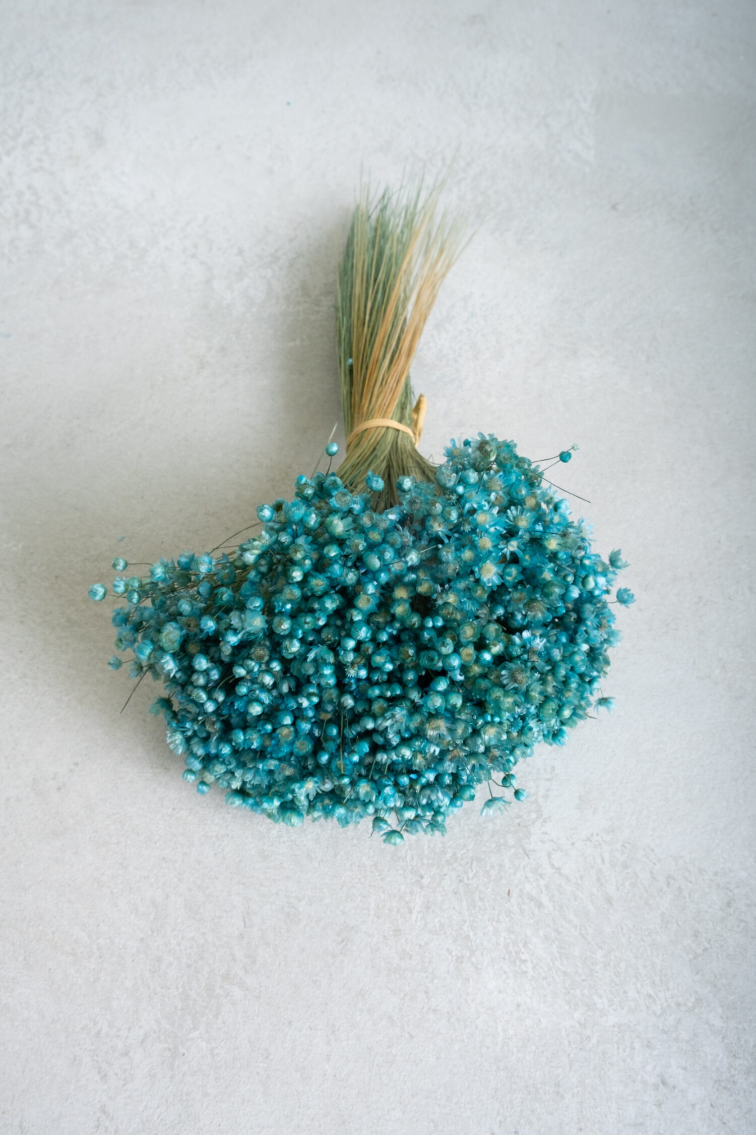 Glixia Marcela bunch