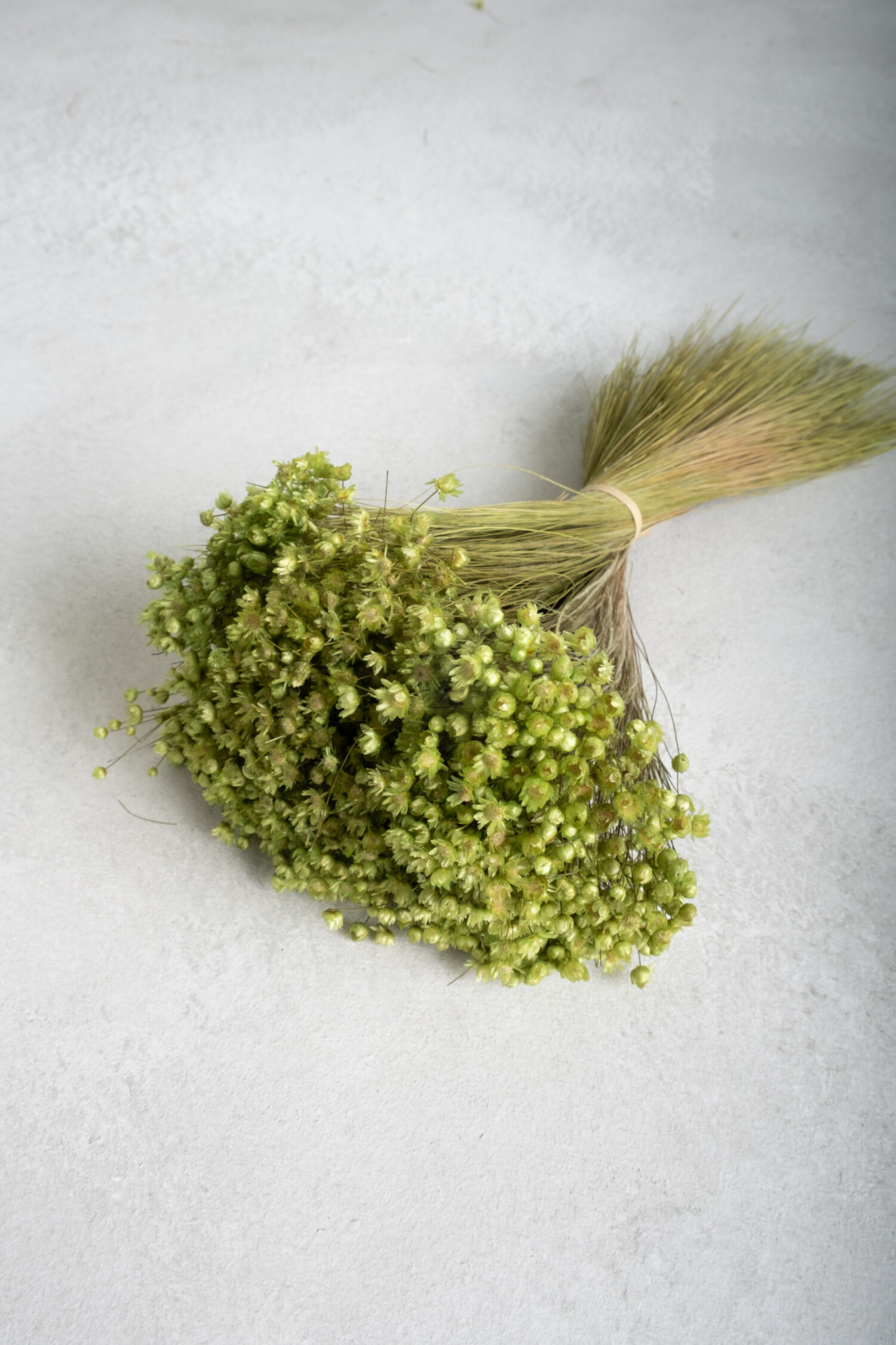 Glixia Marcela bunch