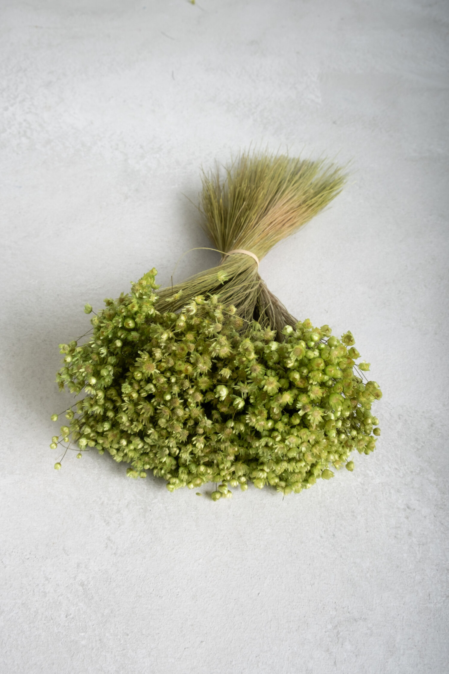 Glixia Marcela bunch