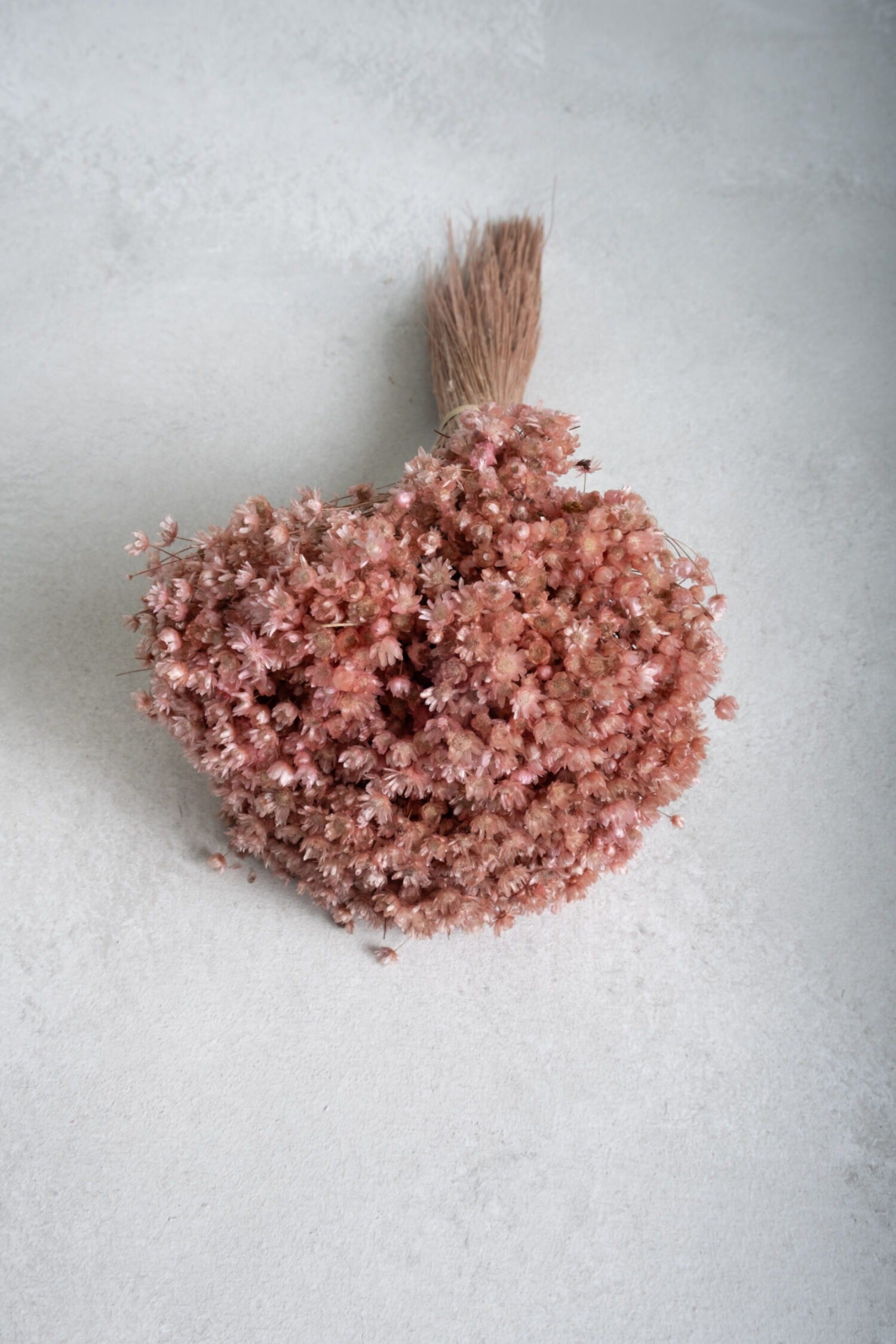 Glixia Marcela bunch