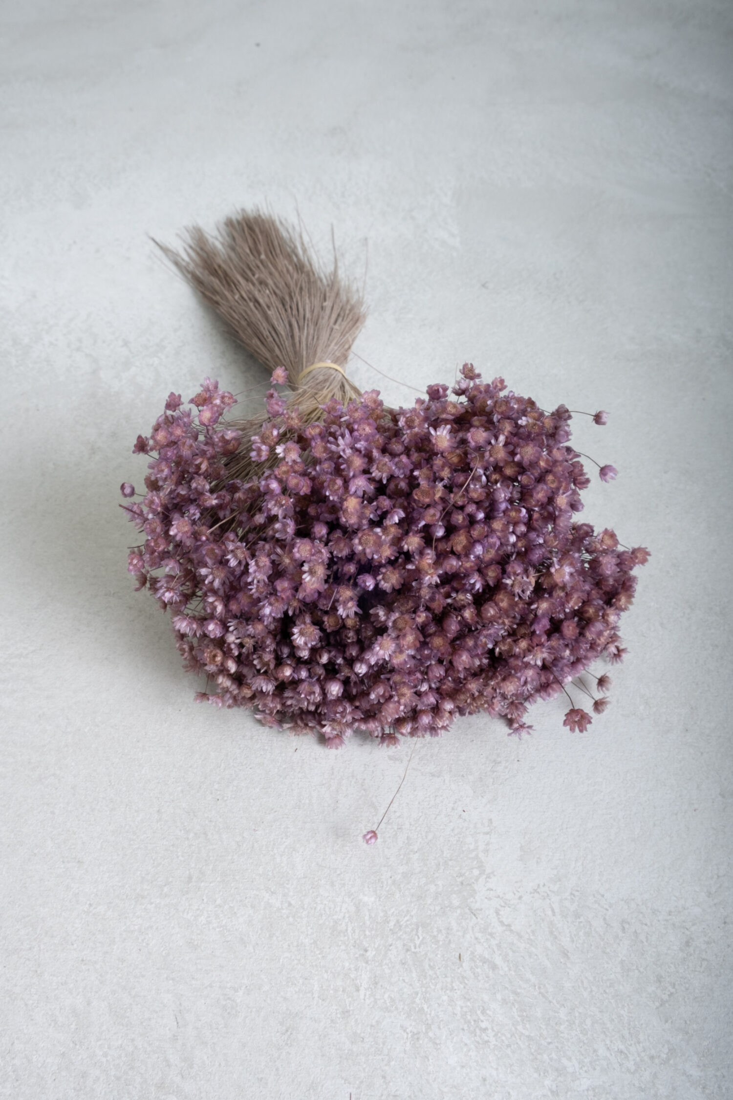 Glixia Marcela bunch