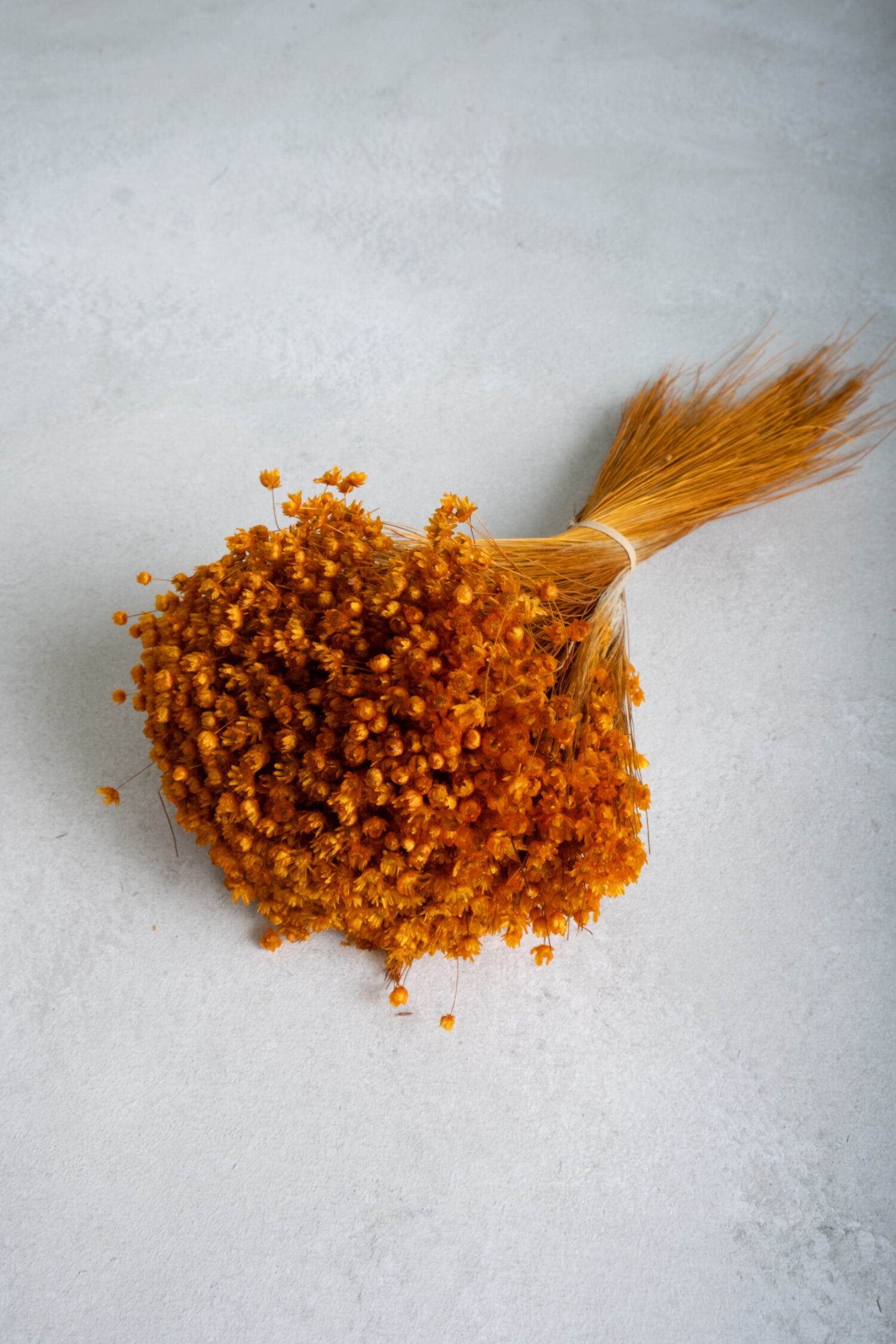 Glixia Marcela bunch