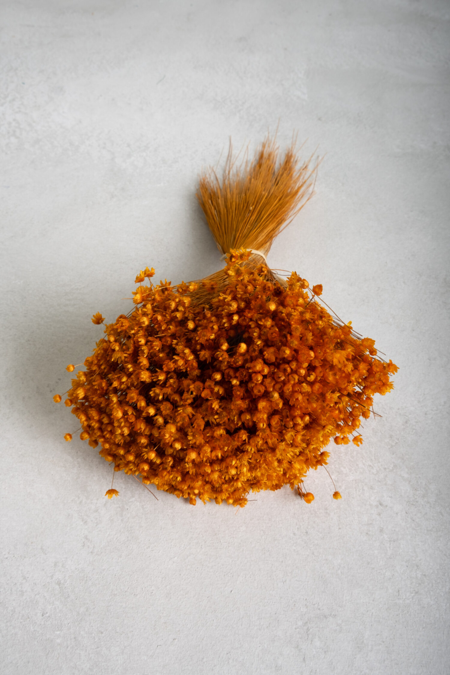 Glixia Marcela bunch