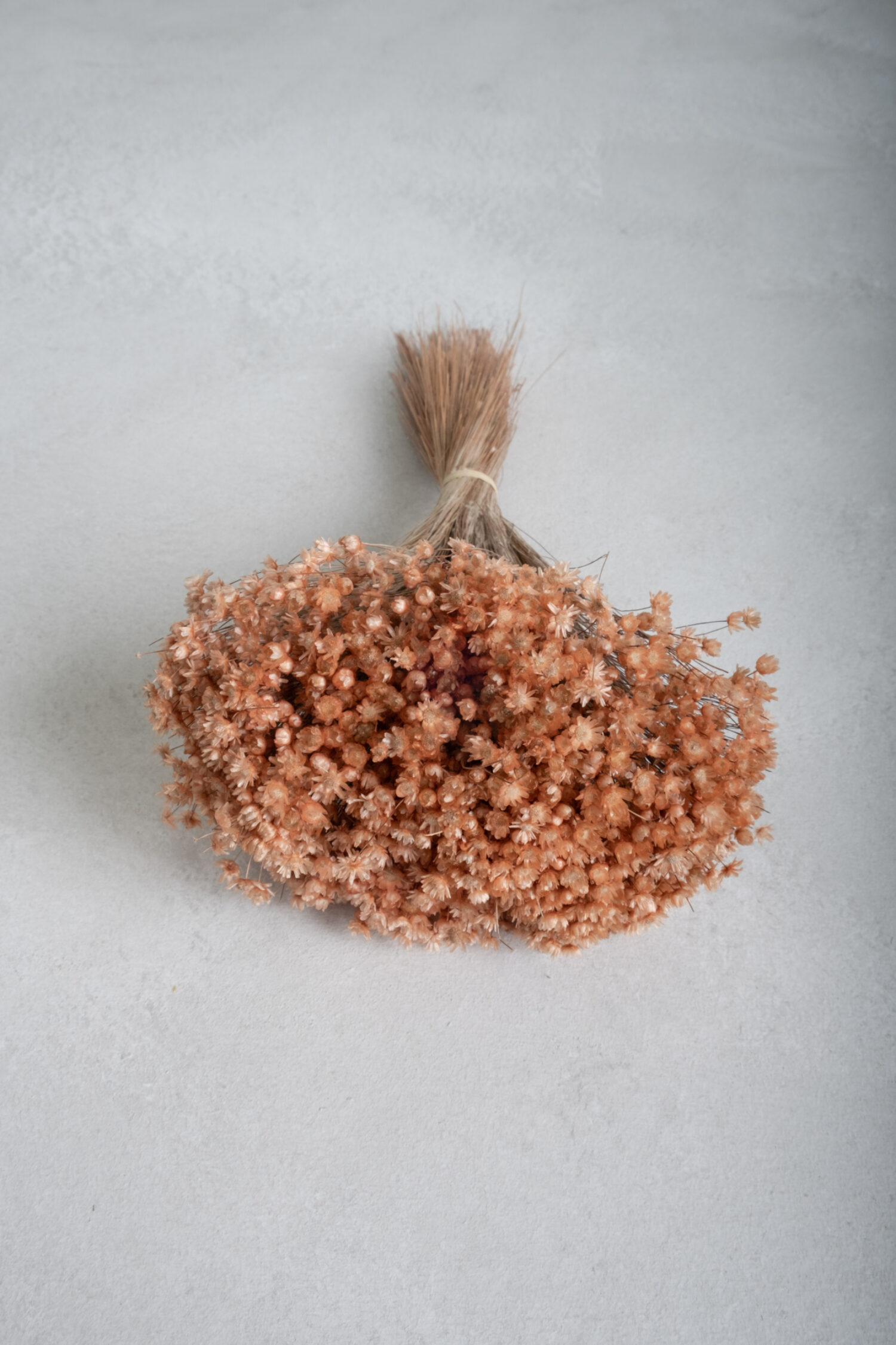 Glixia Marcela bunch