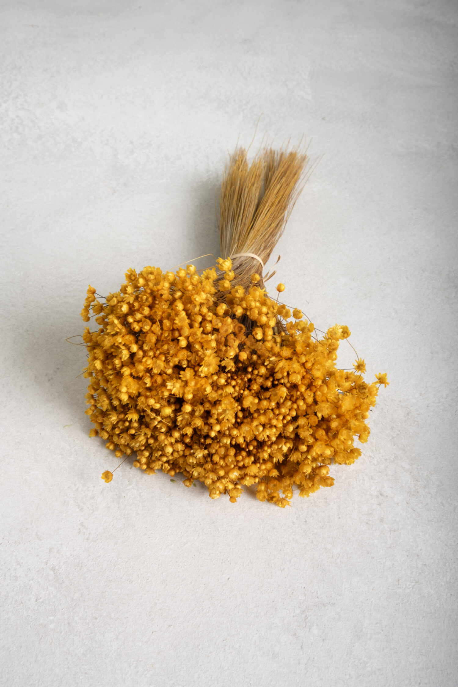 Glixia Marcela bunch