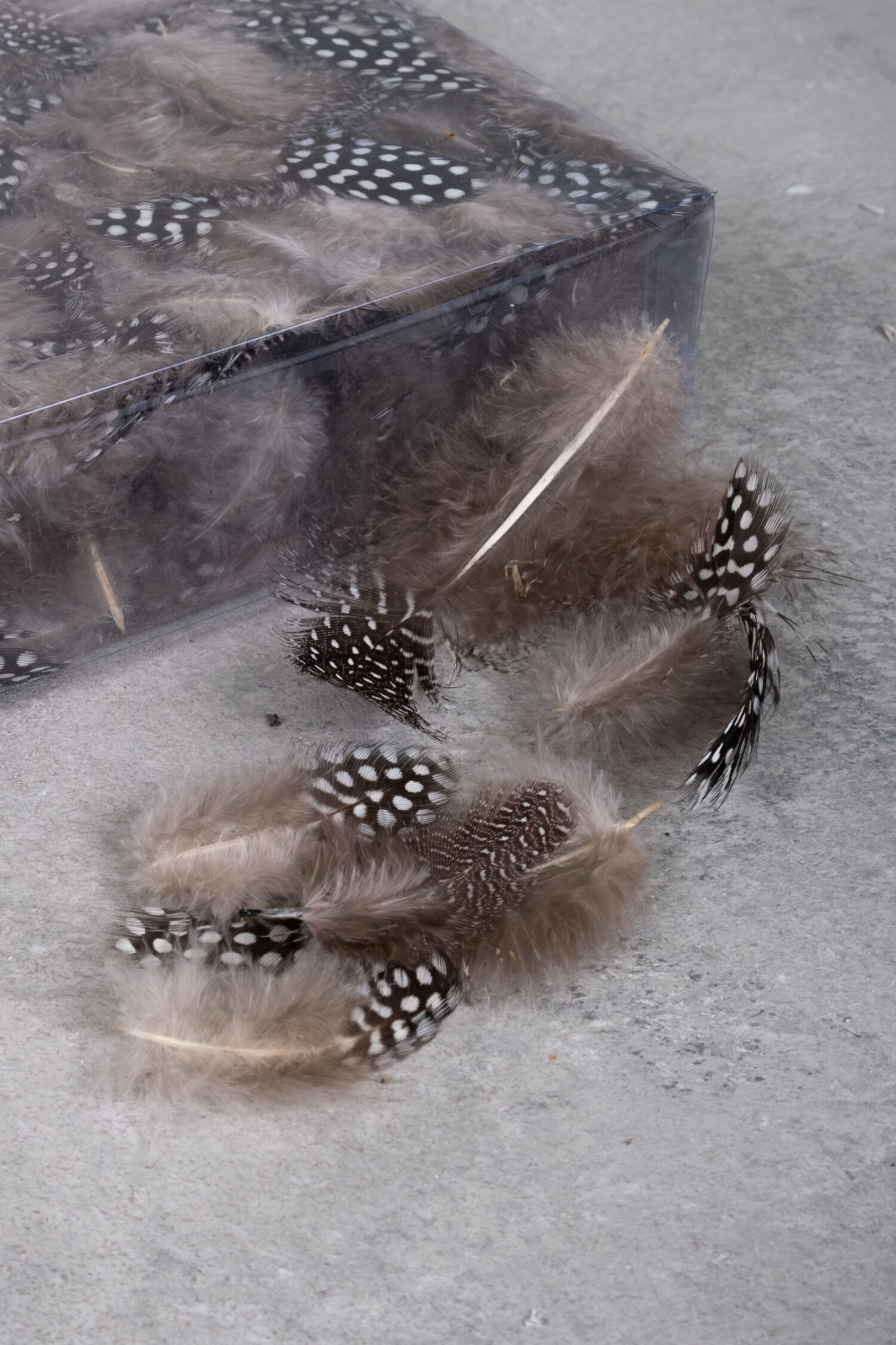 Guinea feathers natural