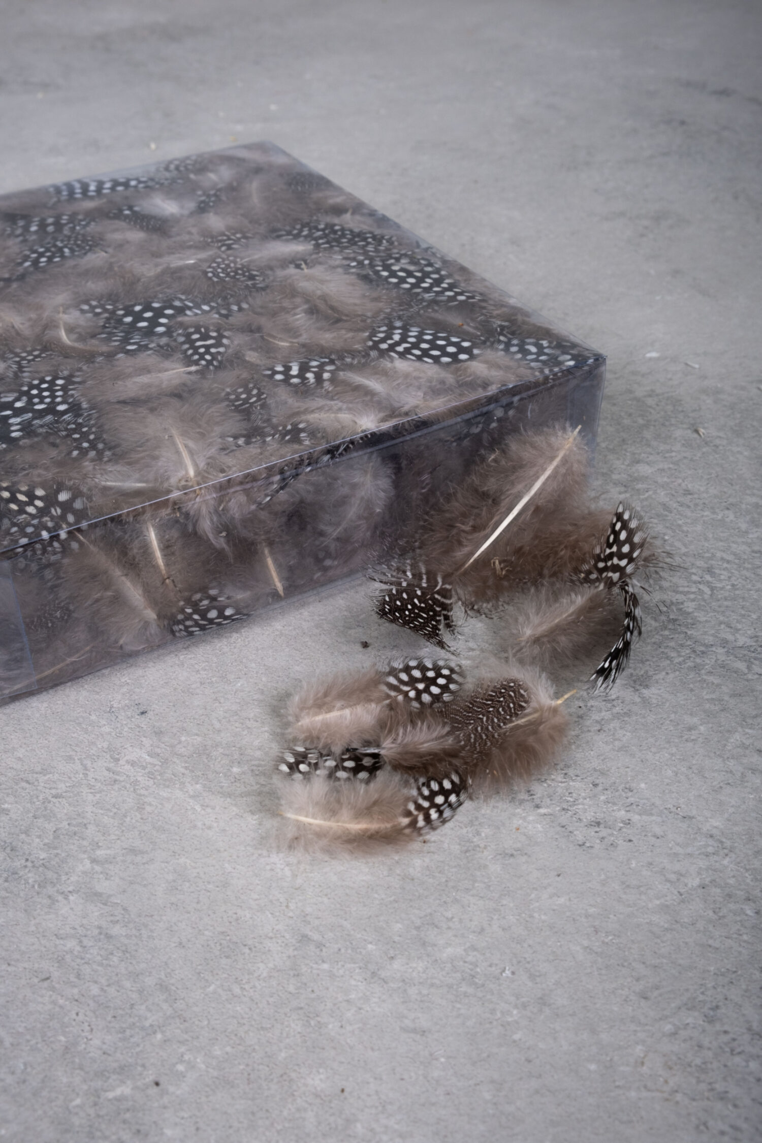 Guinea feathers natural