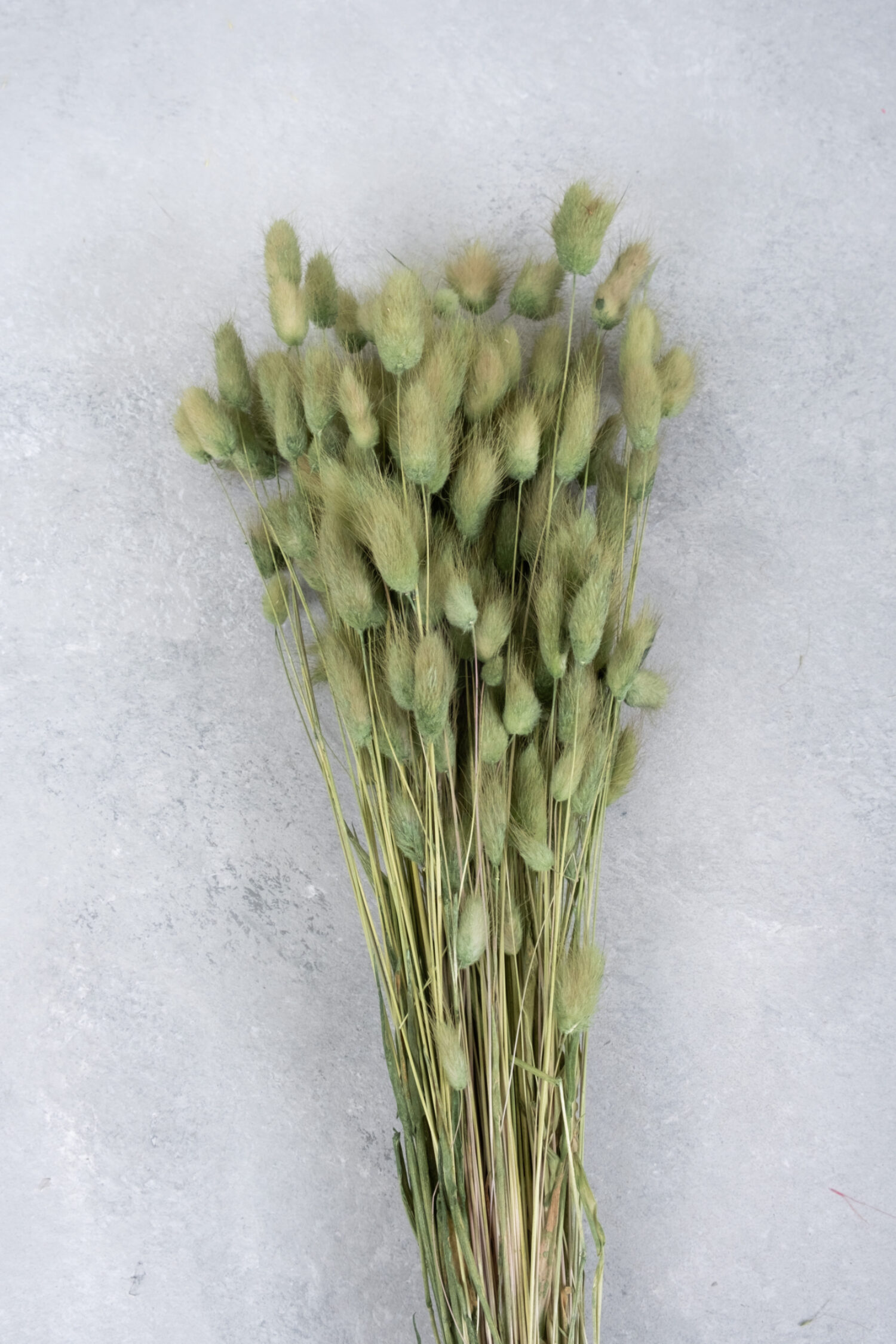 Lagurus bunch blush