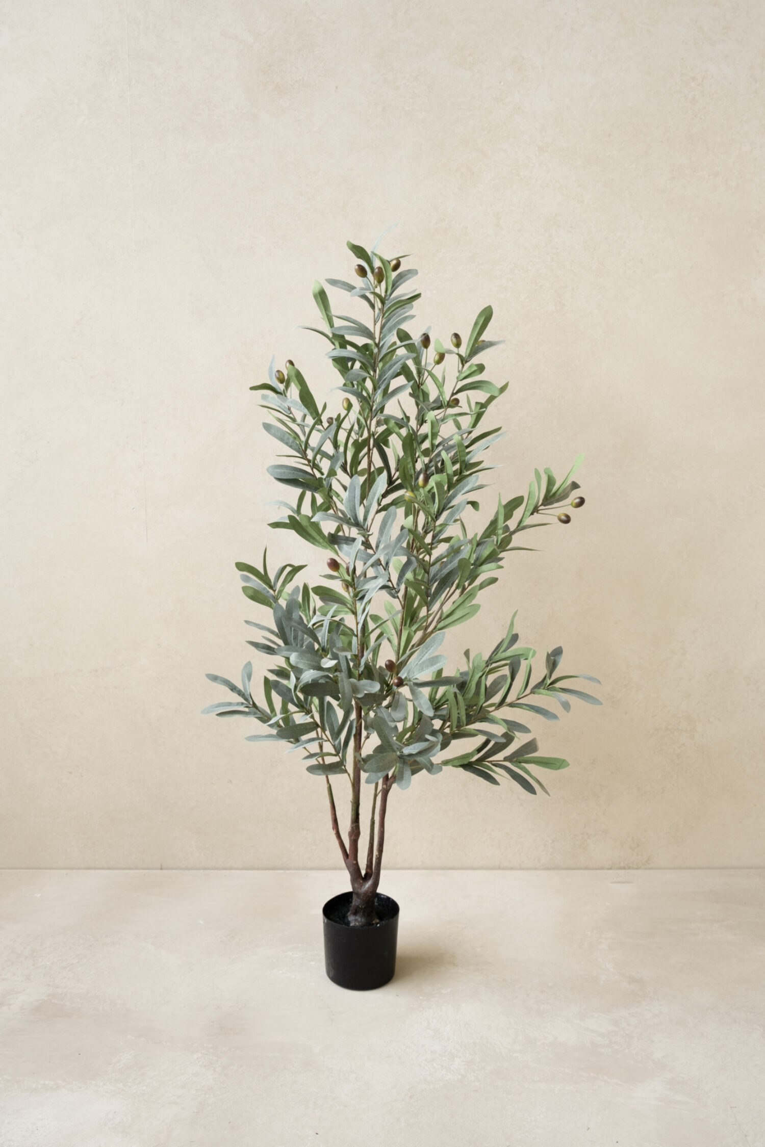Olive plant 120cm