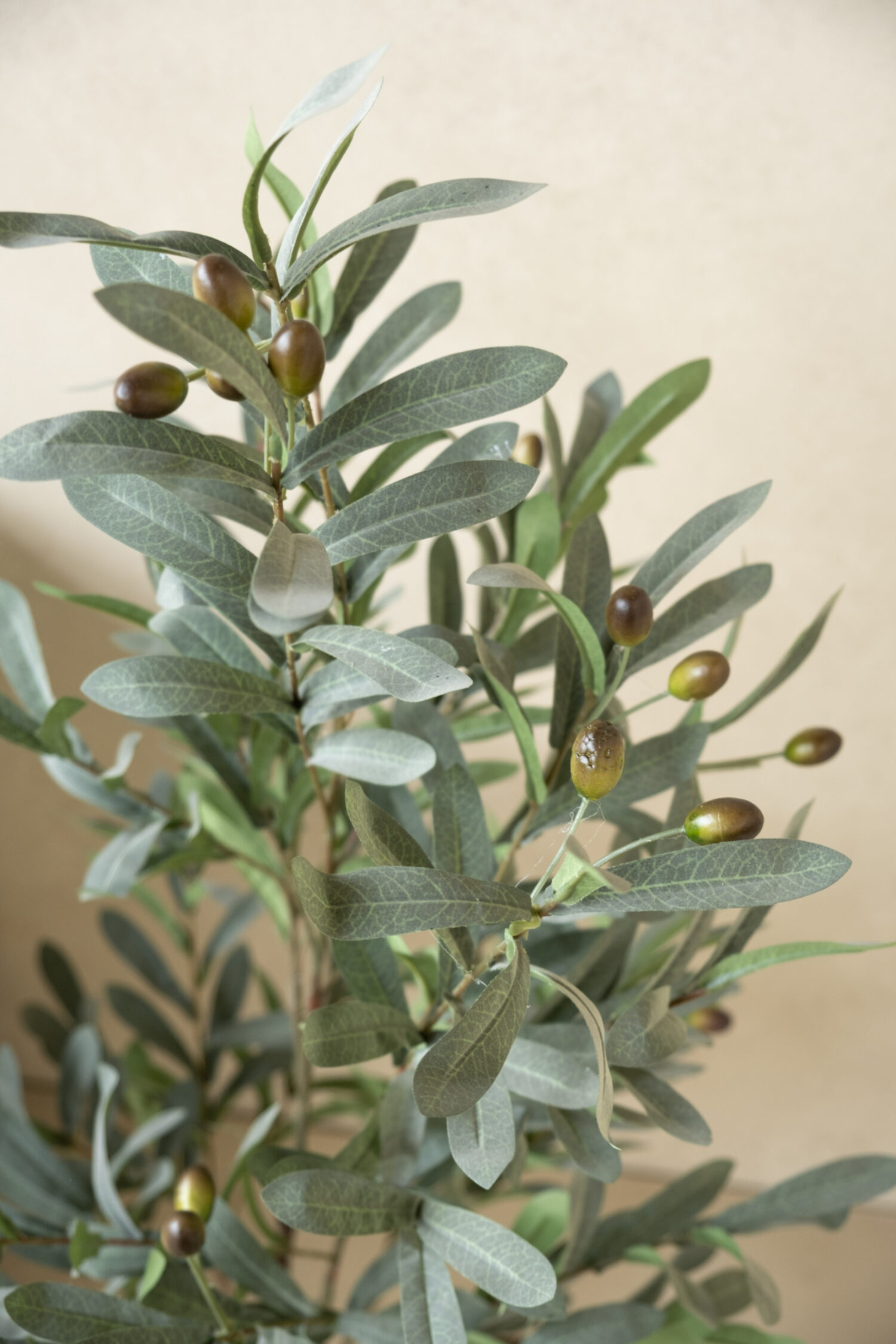 Olive plant 120cm